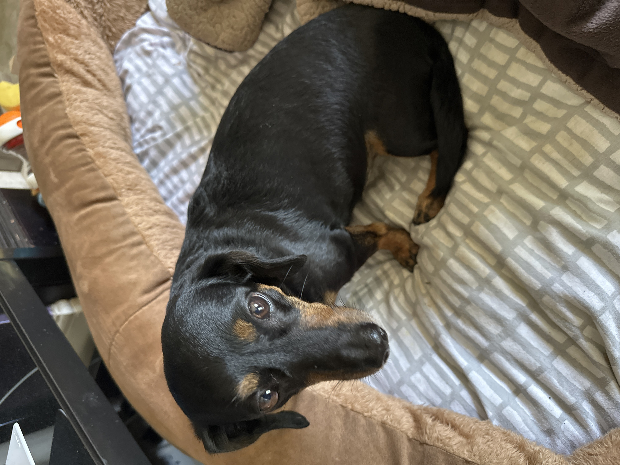 A black and tan dachshund sits on a dog bed with a patterned gray and white cover. The dog bed has a thick, plush brown bolster. The dog is facing the viewer with its head tilted slightly to the left. Its eyes are dark brown, and its ears are long and floppy. The dog's fur is shiny and appears to be short. The background is blurred, but it appears to be an indoor setting.