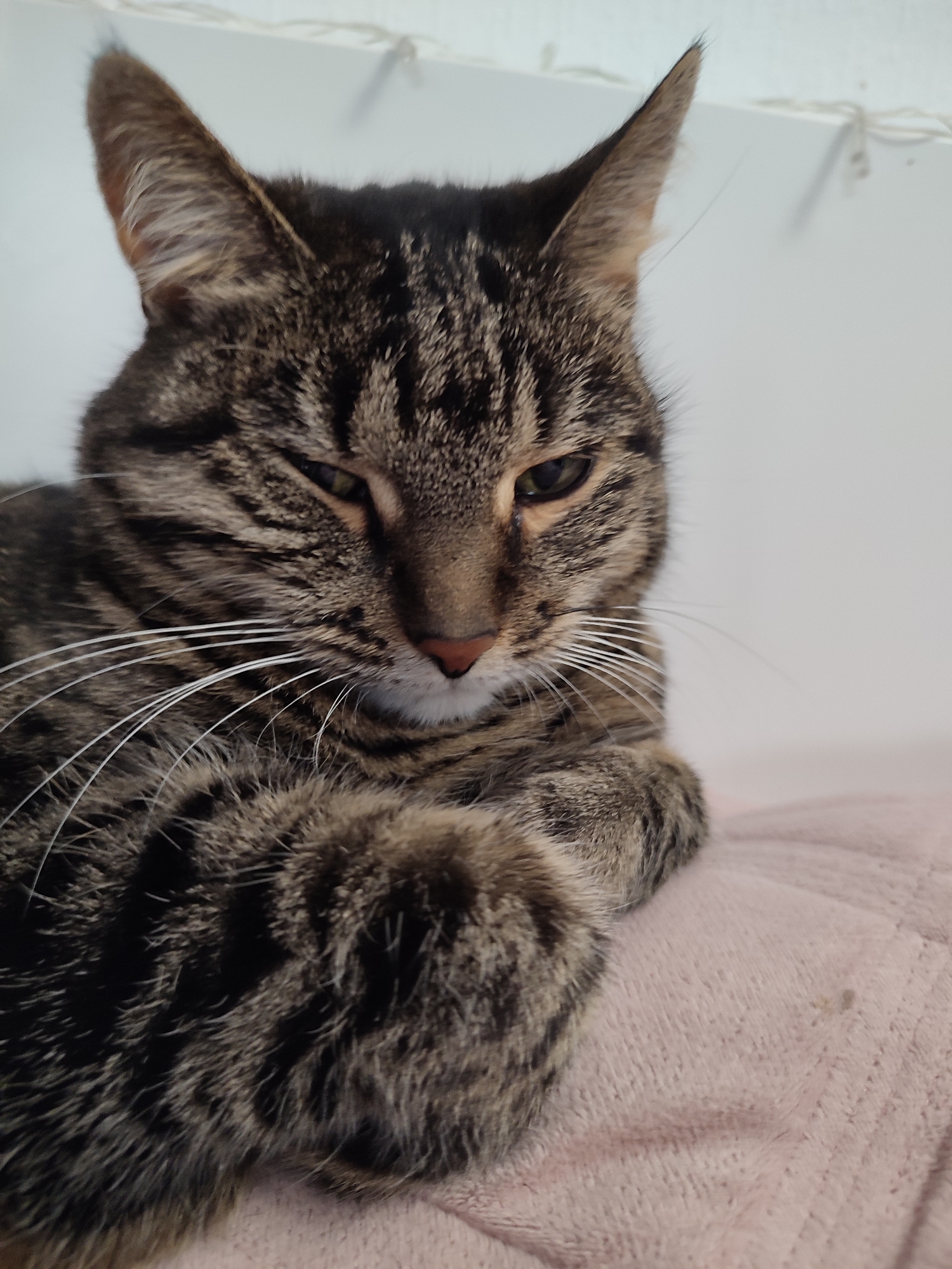 This is a close-up, eye-level, vertical, color photograph of a tabby cat resting on a light pink, fuzzy blanket. The cat is facing the viewer with its head tilted slightly to the right, and one eye is partially closed, giving it a sleepy or contemplative expression. Its fur is a mix of brown, black, and grey stripes, characteristic of a tabby pattern. The cat has prominent white whiskers fanned out from its muzzle, and its nose is a soft pink. Its ears are large and pointed, with the left ear appearing slightly more in focus than the right. The background is a plain, slightly out-of-focus white wall with some small, blurry lights strung across the top. The lighting suggests it might be daytime, possibly indoors, given the soft, diffused light. The overall mood is calm and relaxed. No text is visible in the image. The location is identified as Murino, Russia.