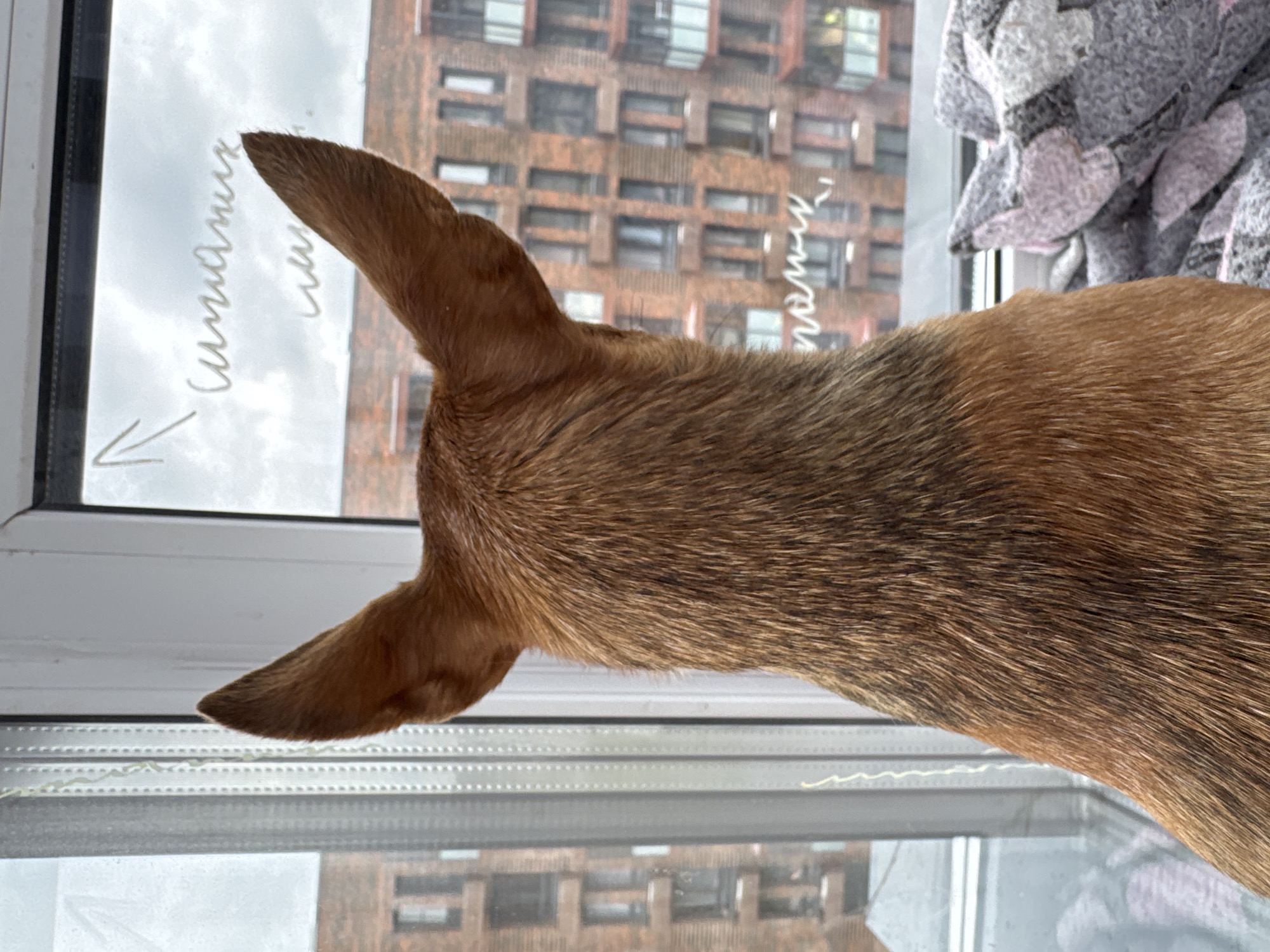 A dog's head and upper back are captured in close-up, facing away from the camera towards a window. The dog has large, pointed ears and reddish-brown fur with darker markings on its back. Through the window, a cloudy sky and a brick apartment building are visible. White writing, possibly in Russian, is scribbled on the windowpane. To the right, a blanket with a floral pattern is partially visible. The overall scene suggests an indoor setting, likely a residence in Laikovo, Russia, given the architectural style of the building.