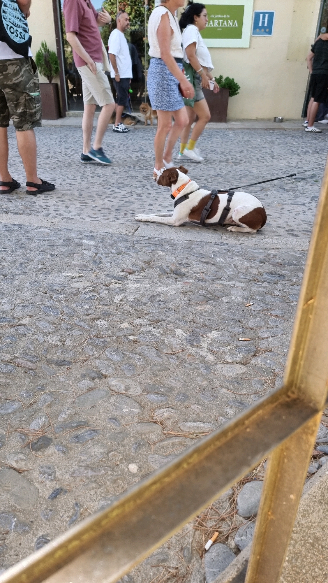 A white and brown dog lies on a cobblestone path in front of several people walking. The dog is wearing a harness and a leash is attached to it. The people are dressed in casual summer clothing. In the background, there are buildings and trees. The scene appears to be outdoors, possibly in a public square or street. The overall impression is that of a typical day in a European town.