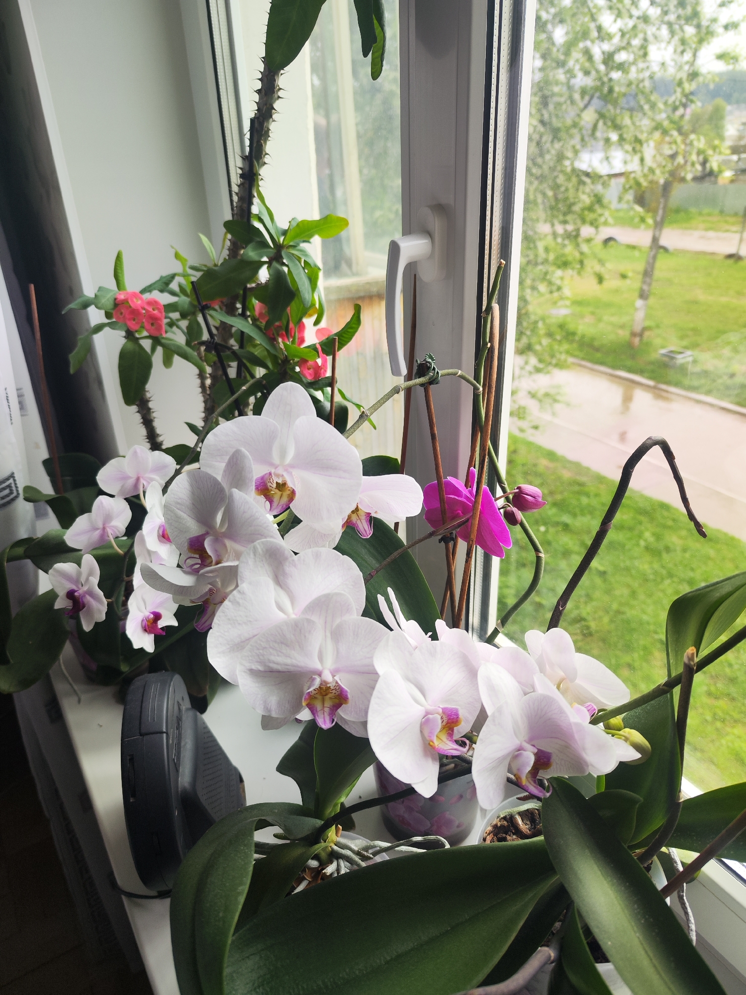 The image shows a windowsill in what is likely a residential building in the city of Chaikovsky, Russia, based on visual characteristics of the surrounding environment. On the windowsill, there are several potted plants, including orchids with white and pink blossoms, and what appears to be a crown of thorns plant with red flowers. The room appears to have a window offering a view of a green outdoor area. There is a narrow road with a sidewalk and a grassy area with trees that are presumably a park or a yard. The overcast sky suggests a wet or humid day.