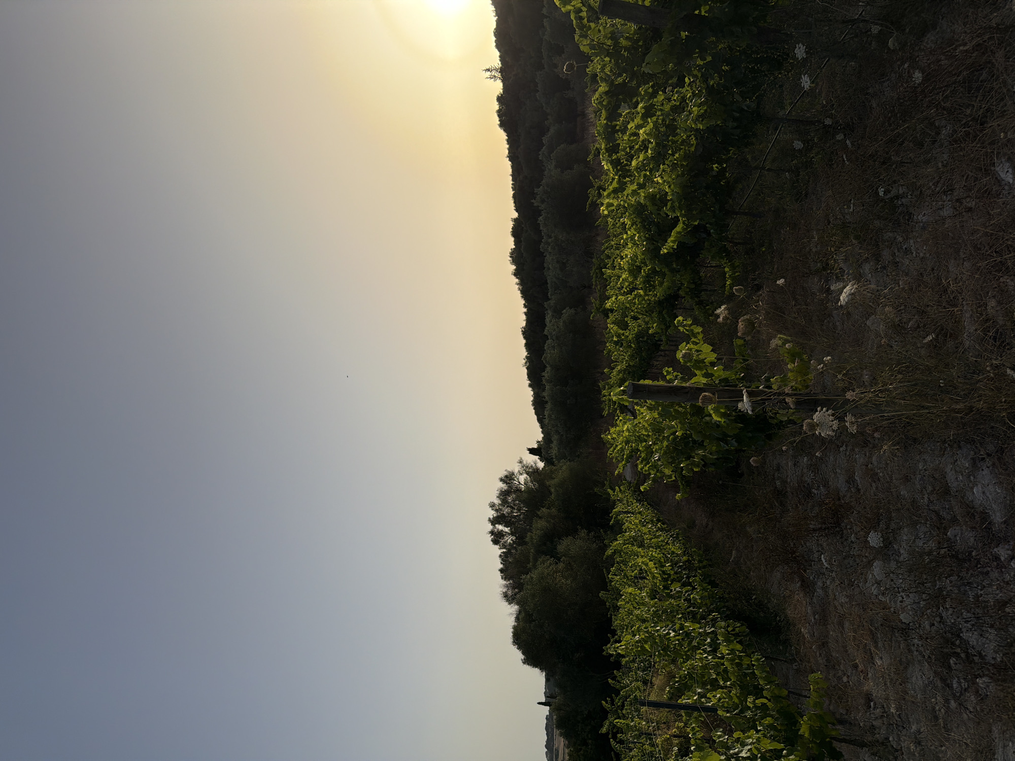 The image depicts a vineyard at sunset in Montuïri, Spain. Rows of grapevines, lush with green leaves, stretch into the distance. The ground is dry and arid, with sparse vegetation and scattered white wildflowers. In the background, a dense cluster of trees, primarily olive trees, forms a dark line against the horizon. The sky transitions from a pale blue at the top to a warm yellow and orange hue near the setting sun, which is a bright, almost blown-out disc on the right side of the frame. The overall impression is one of natural beauty and tranquility. There are no people visible in the image.