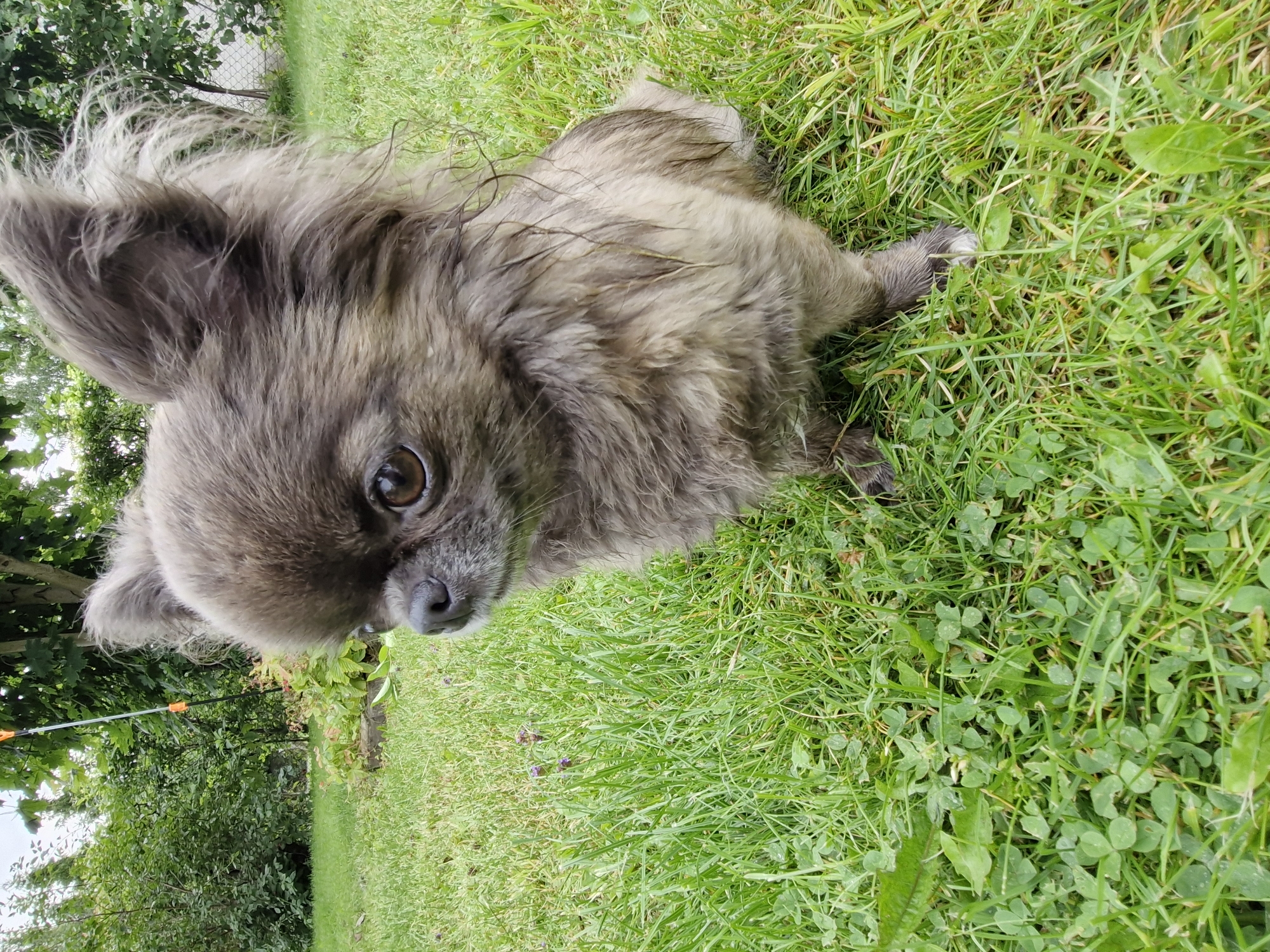A long-haired chihuahua with gray fur sits on a lush green lawn. The dog is facing to the left of the frame, with its head slightly turned towards the camera. Its large ears are perked up, and its eyes are a warm brown. The grass is damp, suggesting recent rain. In the background, there are green bushes and trees, with a hint of a white fence and some outdoor equipment. The scene appears to be a backyard in a suburban or rural setting, possibly in Klaipėda, Lithuania, given the vegetation and typical residential landscaping.