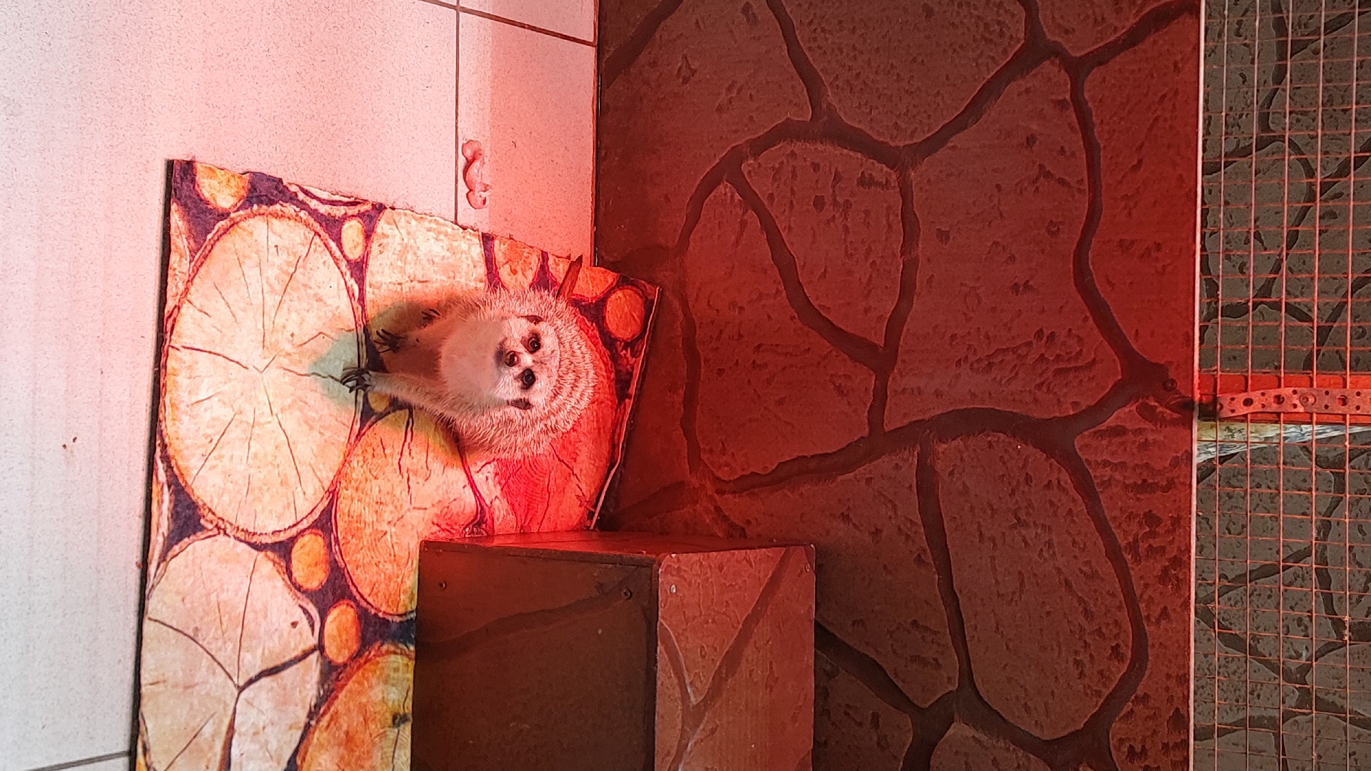 A meerkat is sitting on a log-patterned mat in an enclosure under a red heat lamp. The enclosure has a textured wall resembling stone and a wire mesh ceiling. To the right of the meerkat is a wooden structure. The floor is tiled. The location is the Yelizovo Zoo in Yelizovo, Russia.