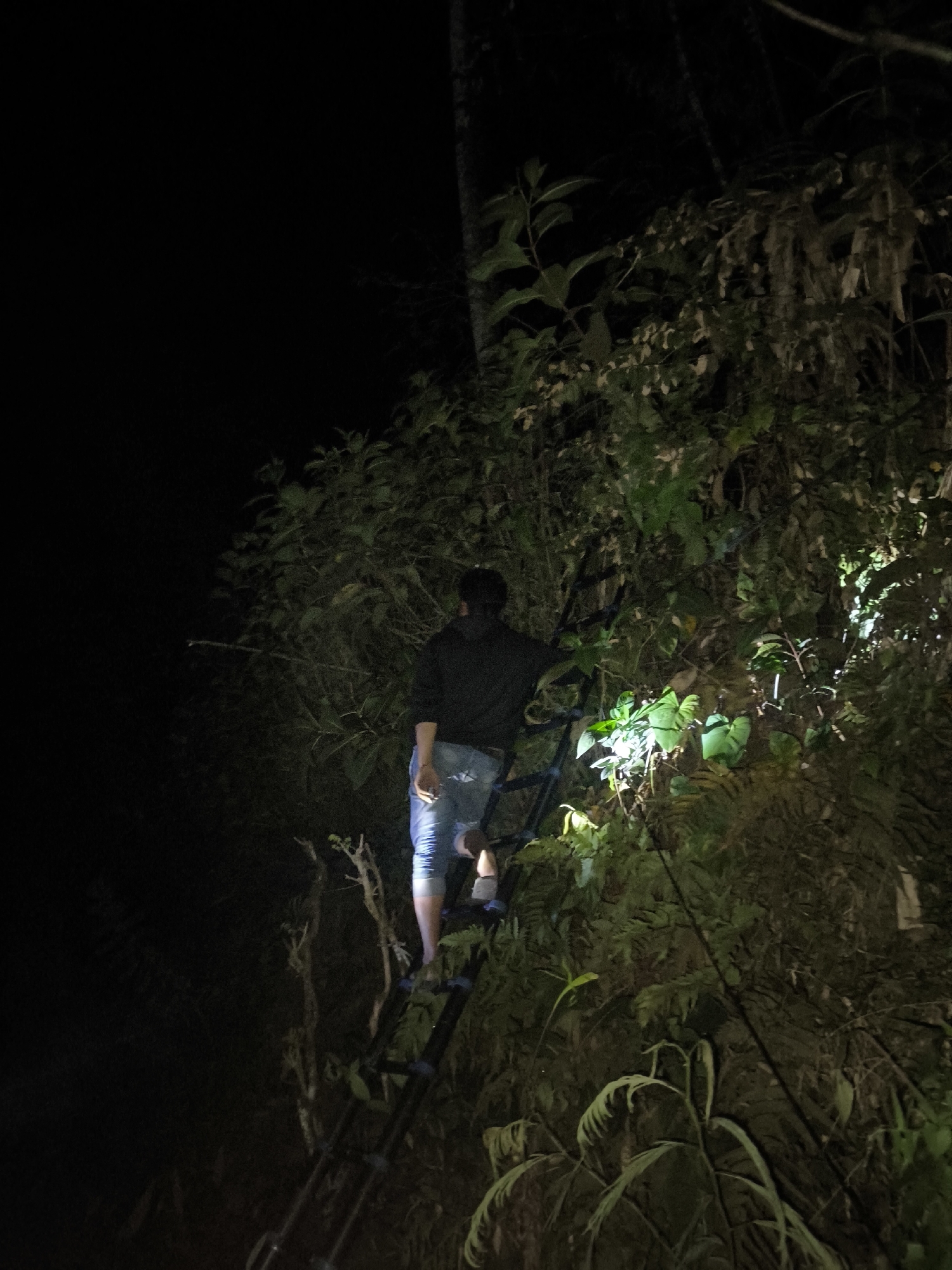 A person wearing a black hooded sweatshirt and blue jeans is climbing a dark-colored ladder in a dense, overgrown, and dark environment. The person is positioned on the ladder, ascending, with their back to the camera. The surroundings are filled with lush green foliage, including large leaves and ferns, illuminated by a bright light source, likely a flashlight, creating strong highlights and deep shadows. The scene suggests an outdoor, natural setting at night, possibly a forest or jungle area, given the density of the vegetation and the darkness. The overall atmosphere is mysterious and adventurous. The location is identified as Bodang, Indonesia, implying this is a specific natural area within that region.