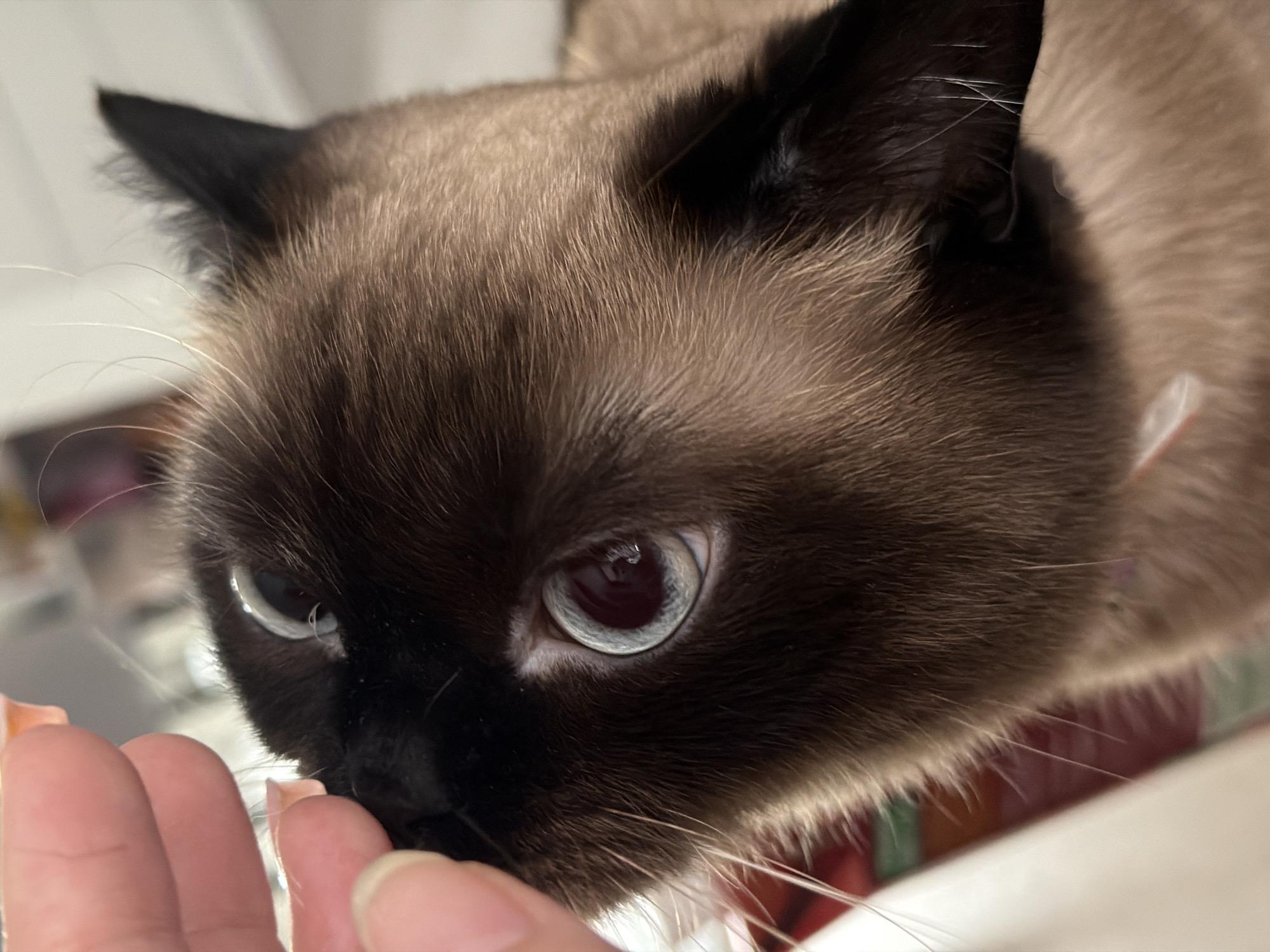 The image presents a close-up, eye-level view of a cat interacting with a human hand in an indoor setting. The primary subject is the cat, which appears to be a Siamese or a similar breed, characterized by its striking point coloration. Its fur is light brown on the body, transitioning to a dark brown or black "mask" on its face, nose, and ears. The cat's eyes are a luminous light blue, with large, dark pupils that reflect a bright light source. Numerous long, fine white whiskers fan out from its snout. The fur texture is visible in detail, showing individual strands.
A human hand, with light skin tone and visible fingernails, is positioned in the lower-left quadrant of the frame, with its fingertips near the cat's mouth and nose. The cat seems to be engaged in an activity of close inspection, possibly sniffing or gently interacting with the hand, perhaps receiving a treat or being petted. Its expression conveys focus and curiosity.
The background is softly blurred and indistinct, suggesting an indoor environment, likely a home. Muted colors, including hints of red, green, and white, are visible in the out-of-focus background. The lighting is even and soft, indicative of artificial indoor illumination or diffused daylight. There is no visible text within the image. The scene is set in Chaikovsky, Russia.