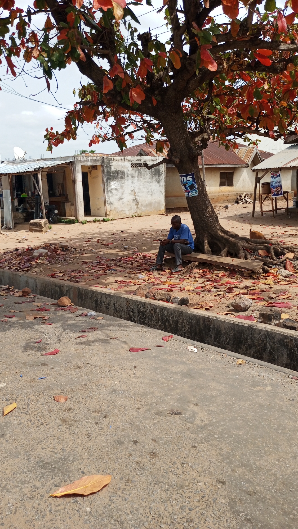 The image shows a scene in Zango-ndaji, Nigeria. A dark-skinned man wearing a blue shirt and grey pants is sitting on a wooden bench at the base of a large tree with red and green leaves. The man appears to be looking at a mobile phone in his hands. A poster is attached to the tree trunk. Fallen leaves are scattered on the ground around the tree and bench. In the background, there are several weathered, single-story buildings with corrugated metal roofs. A concrete drainage ditch runs along the foreground of the scene, parallel to the bench and tree. The foreground is concrete.