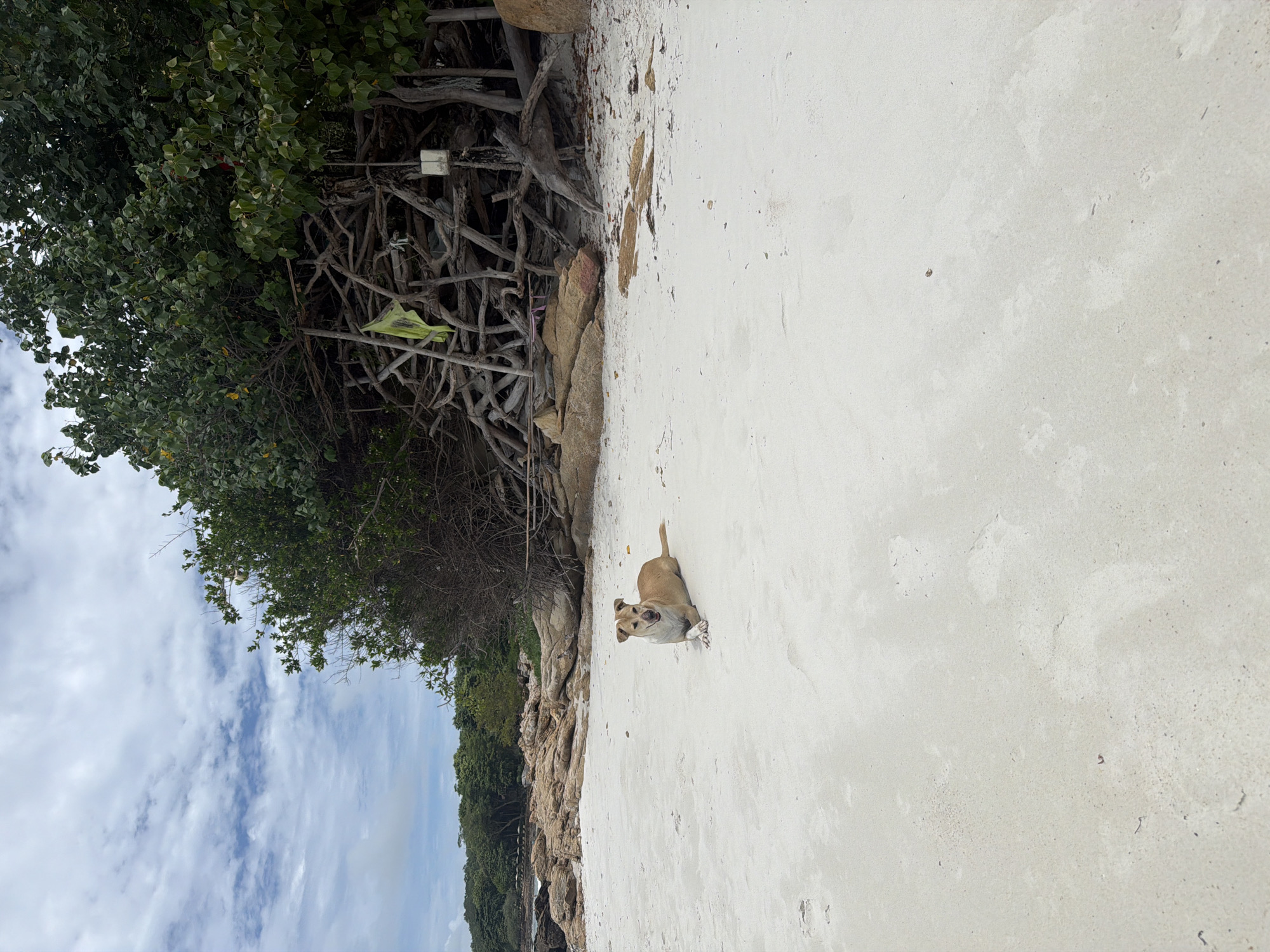 A tan and white dog is lying on a sandy beach. The dog is facing forward and looking at the camera. The beach is white and there are some rocks and trees in the background. The sky is blue and cloudy. The image is taken from a slightly elevated angle.