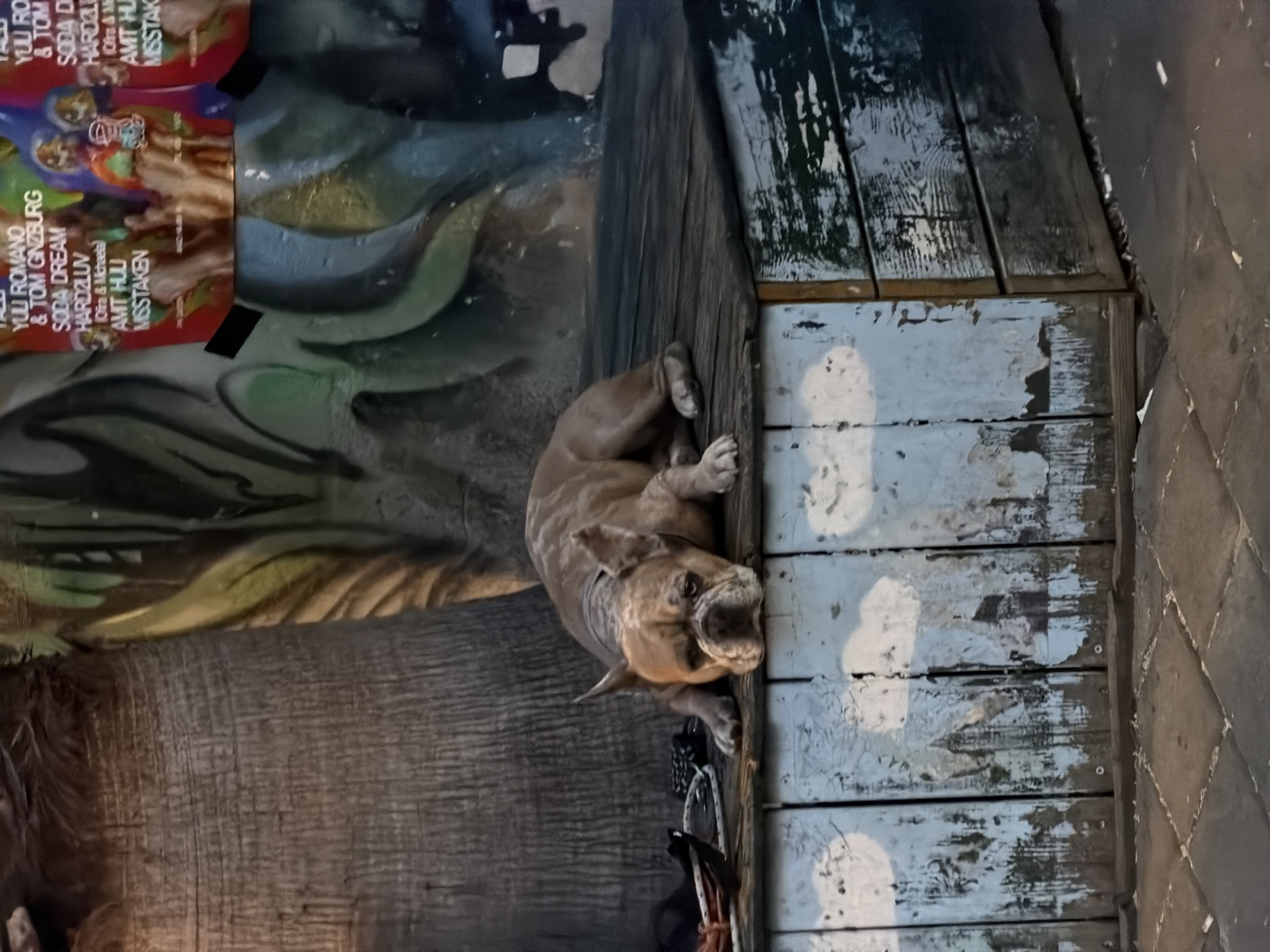 The image shows a light brown bulldog resting on a weathered wooden platform in Tel Aviv, Israel. The dog lies near a poster promoting music artists "YULI ROMANO & TOM GINZBURG," "SODA DREAM," "HARD2LUV," "AMT HUU," and "MSSTAKEN." The platform's paint is peeling, exposing the wood underneath. Adjacent to the platform is a dark, tiled surface. The overall lighting is dim.