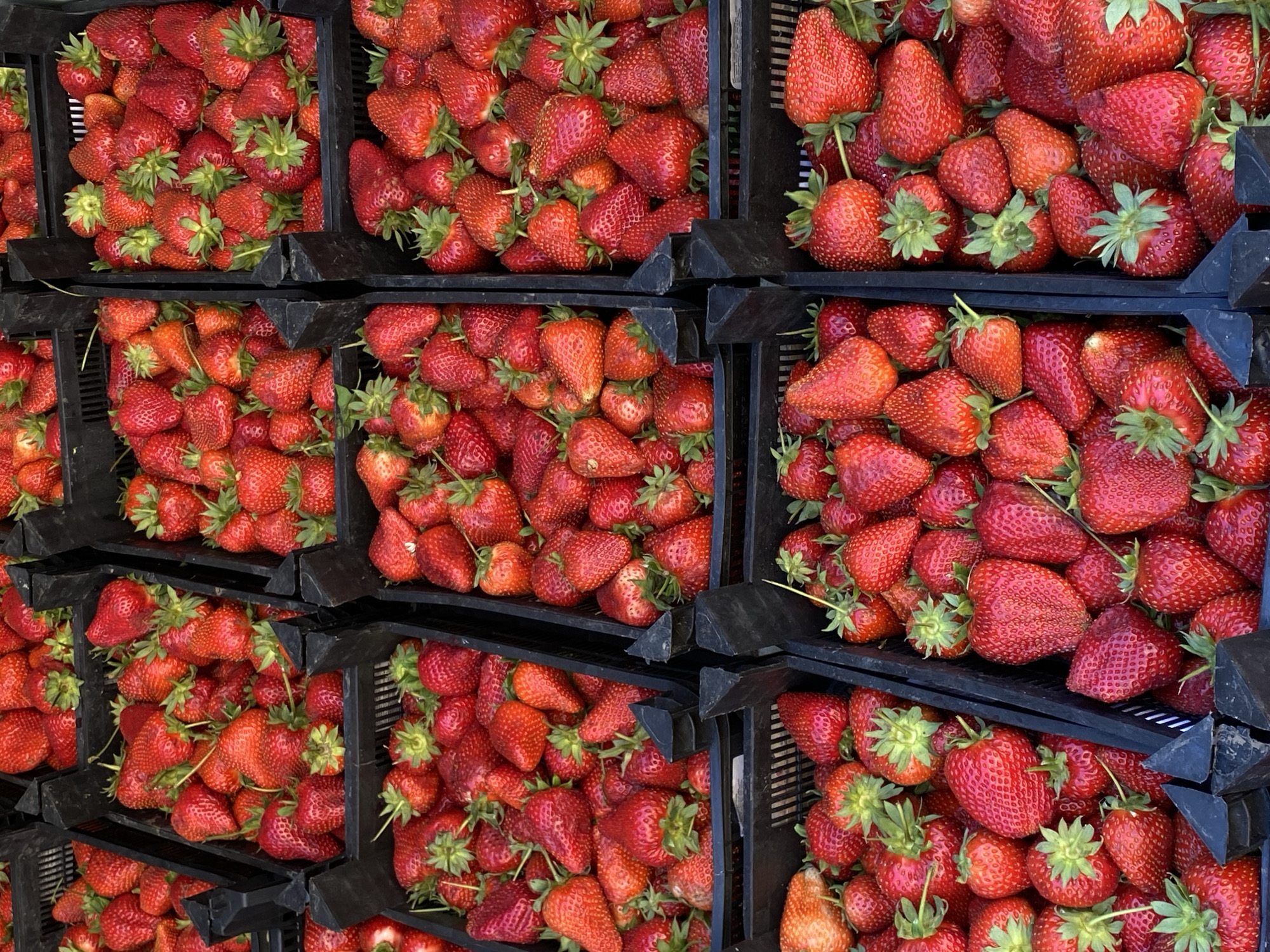 The image displays a vibrant, high-angle view of a large quantity of fresh, ripe strawberries meticulously arranged within multiple stacked black plastic crates. The crates are rectangular and feature visible ventilation slits, indicating their use for transport or display of produce.
Each crate is densely packed and overflowing with strawberries. The fruits exhibit a rich, deep red color, signifying ripeness, and vary in size. Many of the strawberries retain their bright green calyxes and short stems, underscoring their recent harvest. The berries appear plump and generally uniform, though some minor natural variations in shape and surface texture are visible.
The scene suggests a commercial or agricultural setting, such as a market stall, a farm's packing area, or a storage facility, where the strawberries are either being prepared for sale, actively sold, or awaiting further distribution. The lighting is bright and even, implying either an outdoor setting on a clear day or a well-lit indoor environment. There is no visible text, branding, or specific location cues beyond the general context provided. Located in Saint Petersburg, Russia, this media file captures an abundance of fresh strawberries, likely indicative of a local harvest or produce supply.