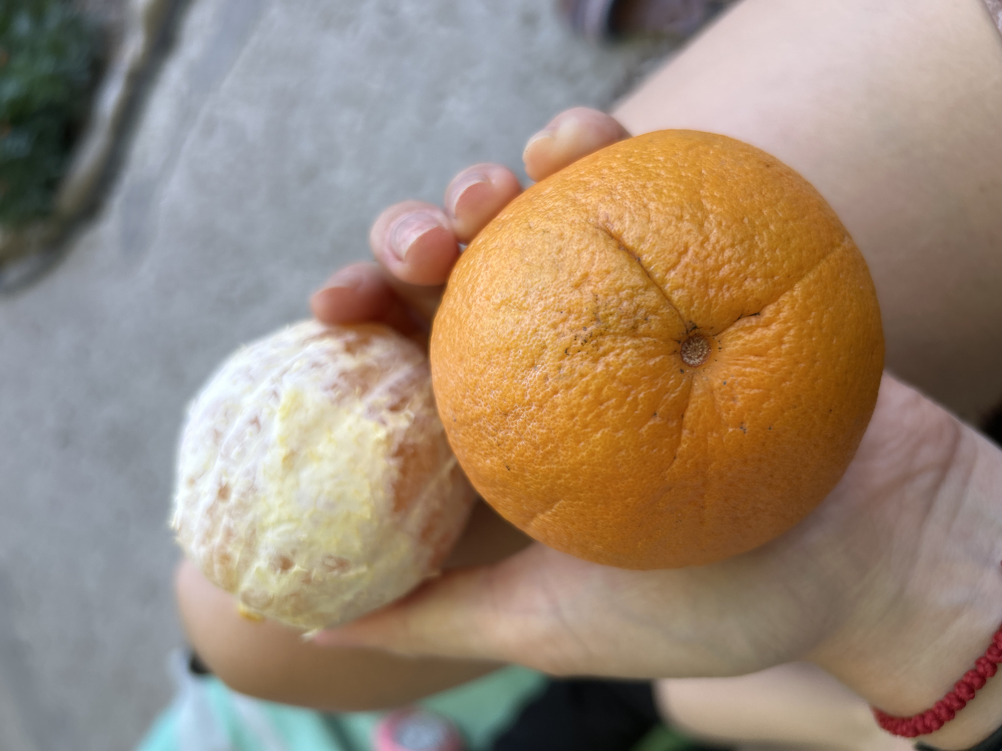 A person's hands are holding two oranges. One orange is whole and bright orange, with a textured peel. The other orange is partially peeled, revealing its white pith and a hint of the juicy flesh beneath. The background is blurred, showing a gray, textured surface that could be a sidewalk or pavement, and some hints of green foliage. The overall lighting suggests it is daytime, with natural light illuminating the scene. The setting appears to be outdoors, possibly in a park or garden. The individual's fingernails are visible and appear clean. There is a red string bracelet on the person's wrist. No text is visible in the image. The activity taking place is the preparation of an orange, likely for eating. The focus is on the oranges and the hands holding them. The mood is casual and simple, highlighting the freshness of the fruit.