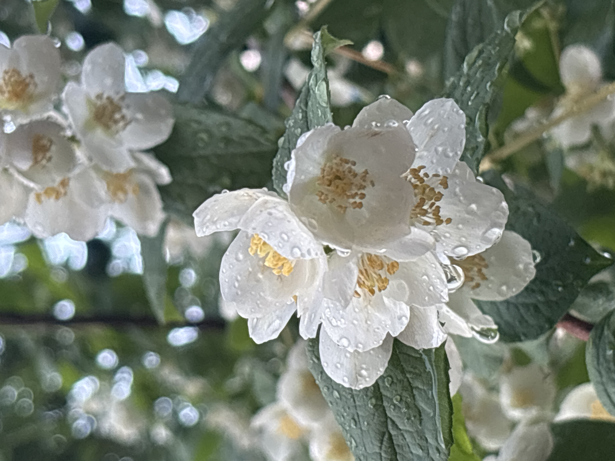 A close-up, vertical shot captures a cluster of white jasmine flowers glistening with water droplets, likely from rain. The flowers are in various stages of bloom, with delicate petals and yellow stamens visible. Some petals are beginning to curl, and water is beading and dripping from them and the dark green leaves. In the background, more out-of-focus white flowers and greenery create a soft, bokeh effect. The overall impression is one of fresh, natural beauty after a shower. This image is not specifically located in the city of Khimki, Russia, as no identifying landmarks or contextual clues are present.