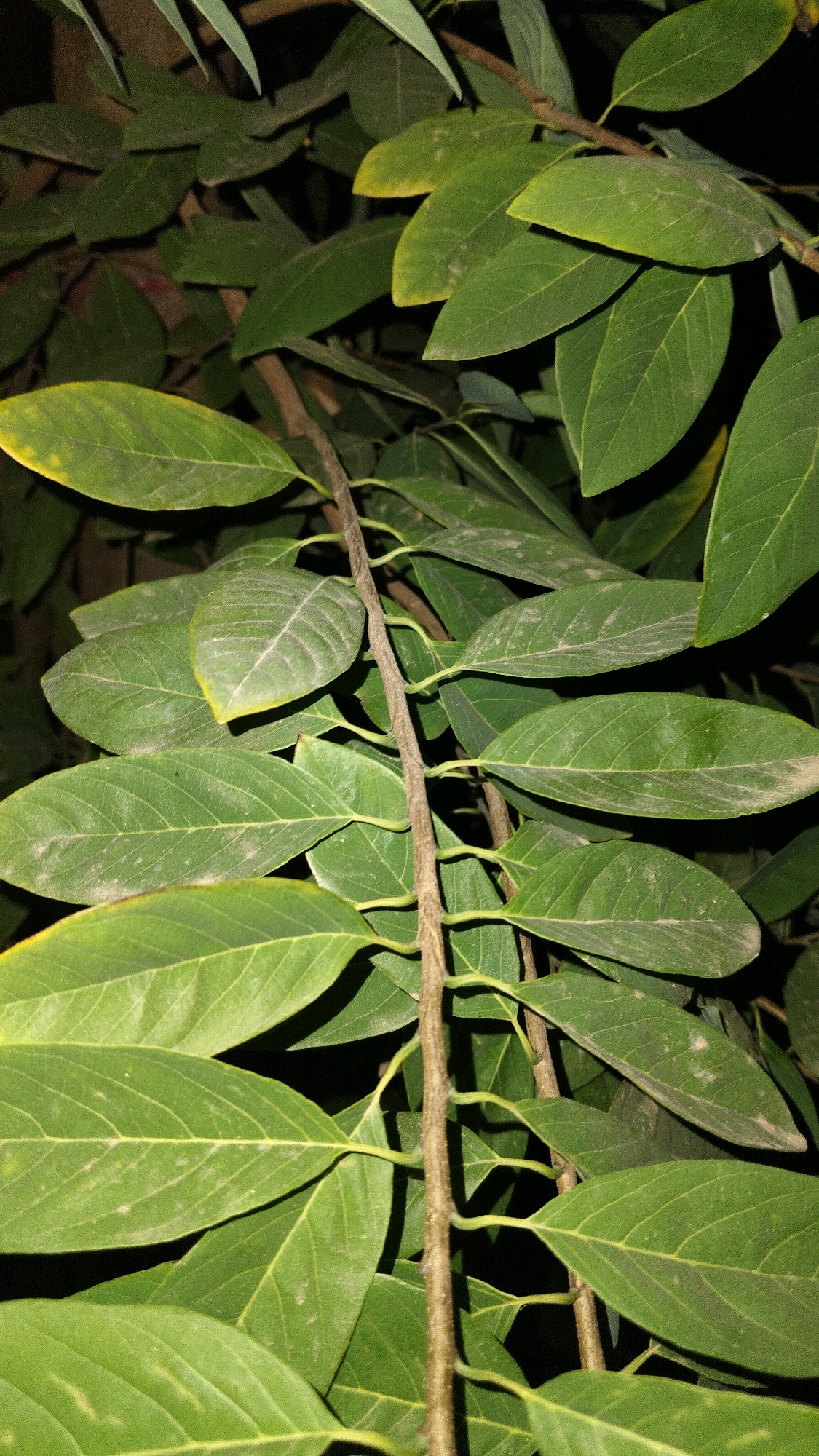 A close-up, low-angle shot captures a branch with vibrant green leaves against a dark background. The leaves are oval-shaped with prominent veins and some appear slightly wilted or dusty. The branch is brown and slender, with smaller stems extending to support the leaves. The lighting is dim, suggesting it was taken at night or in a shaded area. This image was taken in Ahirasanga, India.