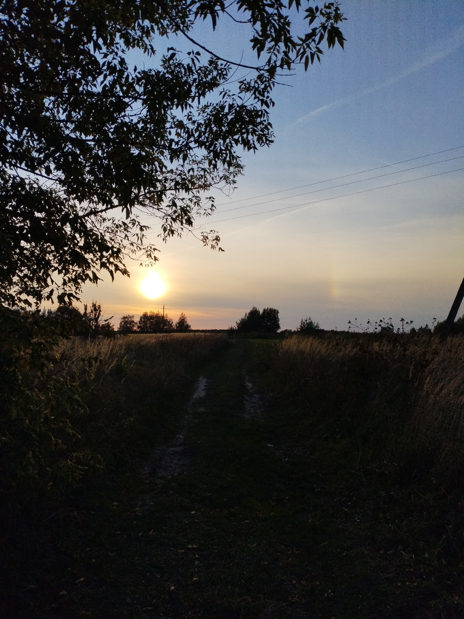 The image depicts a natural landscape at dusk. A dirt path, possibly a road or trail, leads into the distance through a field of tall, dry grass. In the foreground, a tree with dark leaves partially obstructs the view on the left. The sky is a gradient of blue, transitioning to lighter shades near the horizon, with a bright sun visible on the left side of the frame, casting a warm glow. There is a faint atmospheric phenomenon, possibly a sundog, visible in the sky. Power lines stretch across the upper portion of the image. The scene appears to be a rural area.