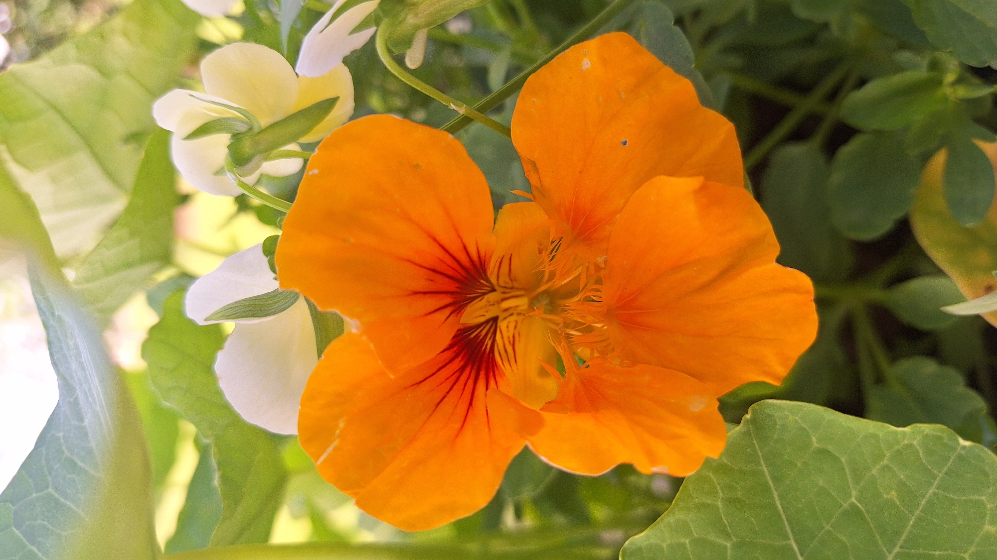 A close-up, eye-level, vertical shot captures an orange nasturtium flower prominently in the foreground, its petals slightly curled and exhibiting dark red veins radiating from the center. The flower's stamen are visible as a mass of fine, orange hairs. Behind and to the left of the nasturtium, a large, green leaf is partially in view, its veins clearly defined. In the background, out-of-focus white and pale yellow flowers with green accents are scattered amongst lush green foliage. The lighting suggests a sunny outdoor environment, possibly a garden, with soft shadows and a generally bright atmosphere. The image does not contain any people or signs of urban infrastructure.