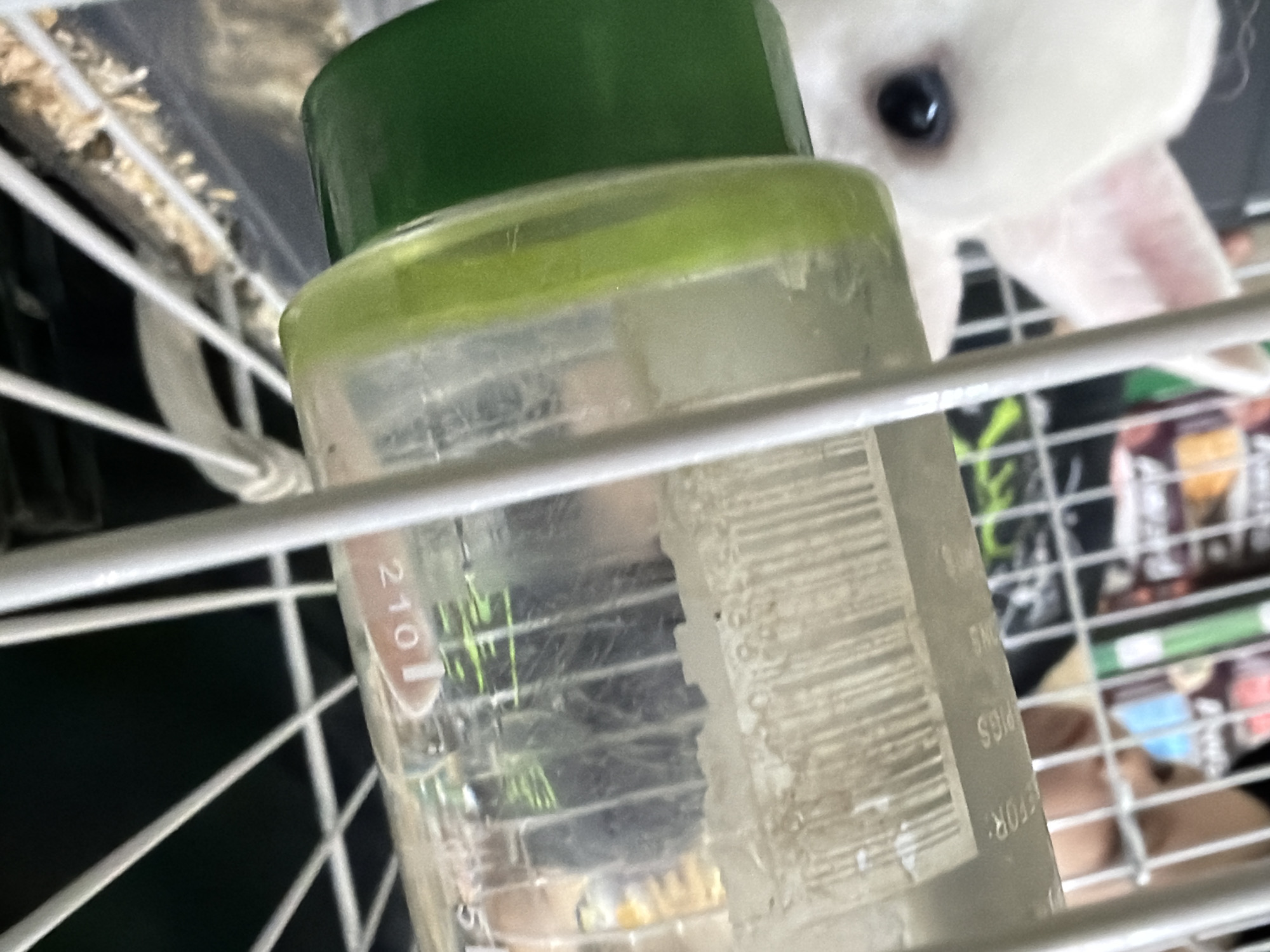 A close-up shot focuses on a water bottle with a green cap, attached to a white wire cage. The bottle is made of clear plastic and appears to be partially filled with water. There are measurement markings on the side of the bottle, with the number "210" clearly visible. Some debris or residue is present on the outside of the bottle.
In the background, partially visible, is a white rabbit with one black eye and a pink ear. The rabbit's eye is looking towards the camera. The cage appears to be a habitat for small animals, with other items, possibly pet food or supplies, visible on shelves behind the cage bars. The scene is indoors, with artificial lighting. The overall impression is a view of a pet's living environment. The water bottle is positioned in the foreground, taking up a significant portion of the frame. The rabbit is a secondary subject, peeking into the frame from the upper right. No specific time of day or weather conditions are discernible. The location is implied to be a home or pet enclosure.
The visible text on the bottle is the number "210".