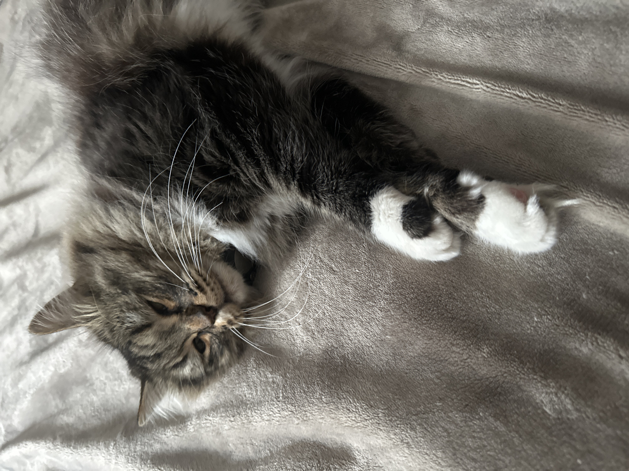 A close-up, high-angle shot shows a tabby cat lying on its side on a soft, gray blanket. The cat's fur is a mix of brown, black, and white, with distinct tabby markings on its head and body. Its eyes are closed, suggesting it is asleep or resting peacefully. One of its front paws, with white fur and black spots, is extended forward and resting on the blanket. The other paws are tucked beneath its body. The blanket appears to be made of a plush, fuzzy material, and the lighting suggests it is daytime, possibly indoors. The overall mood is tranquil and cozy. The image was taken in Подстёпки, Russia.