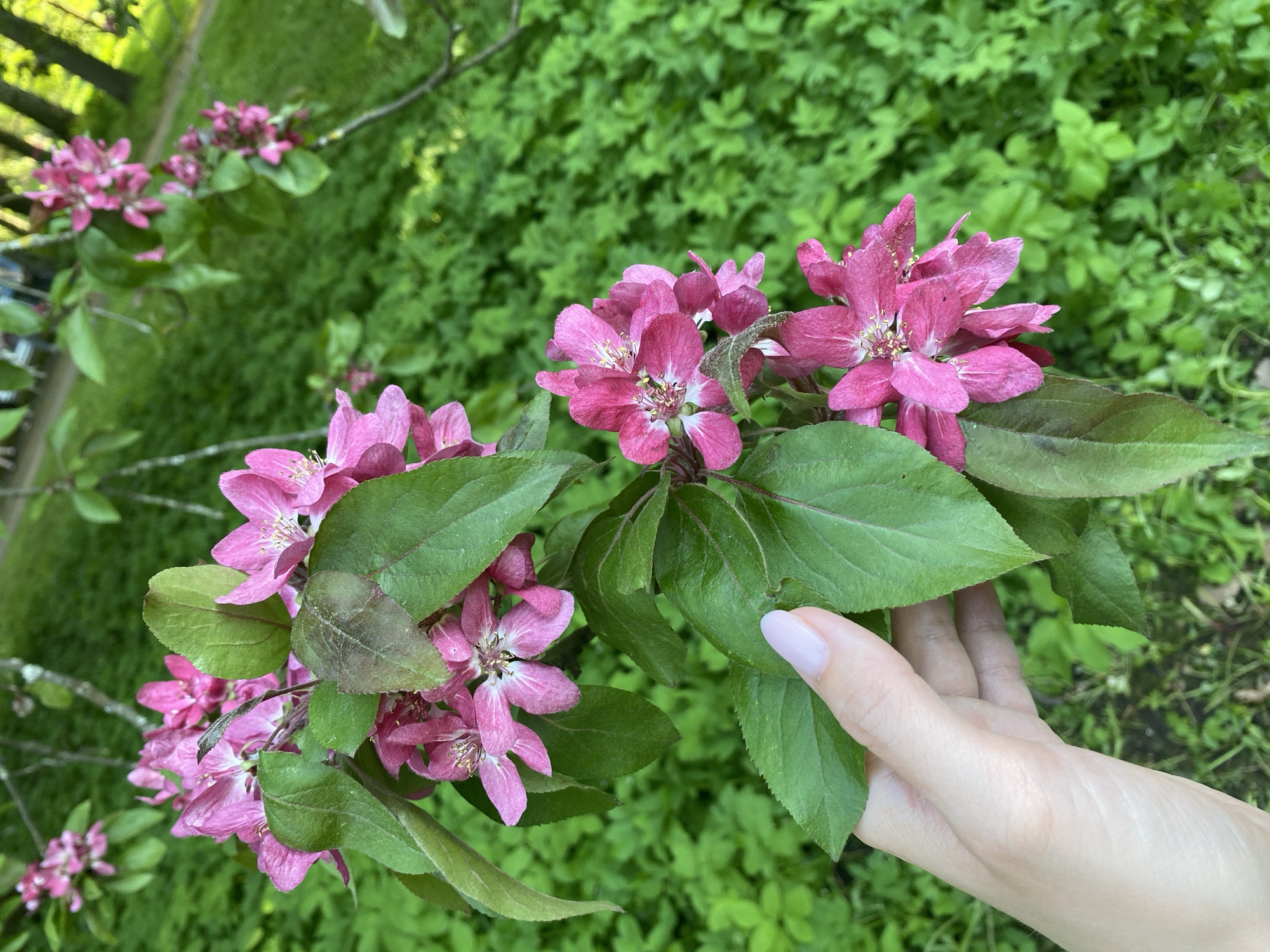 The image shows a close-up view of pink crabapple blossoms with green leaves, held by a pale human hand with manicured nails. The background features more of the same crabapple tree and a dense green ground cover. The setting appears to be outdoors, likely in a garden or park. While not explicitly stated, based on the flower type, common in the city of Saint Petersburg, Russia, the location is likely within Saint Petersburg, Russia.