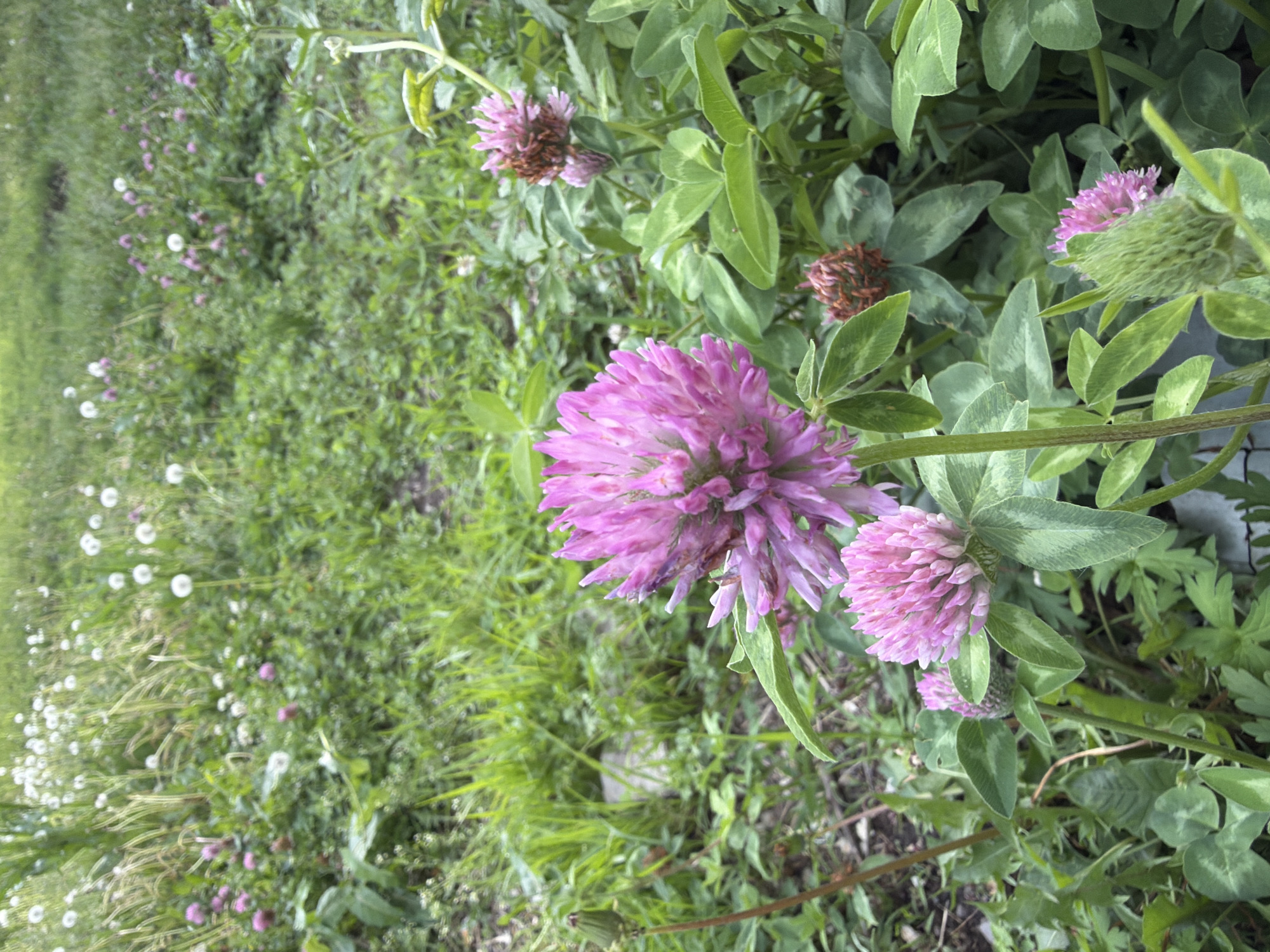 The image shows a close-up view of several pink clover flowers and green clover leaves in a grassy area. In the background, there is more green grass and some white dandelion seed heads, suggesting a meadow or park setting. The lighting appears to be natural daylight, with some shadows indicating a sunny day. There are no people or animals visible in the image. The overall impression is of a natural, outdoor scene. The location in Birobidzhan, Russia, is not evident from the visual content of the image.