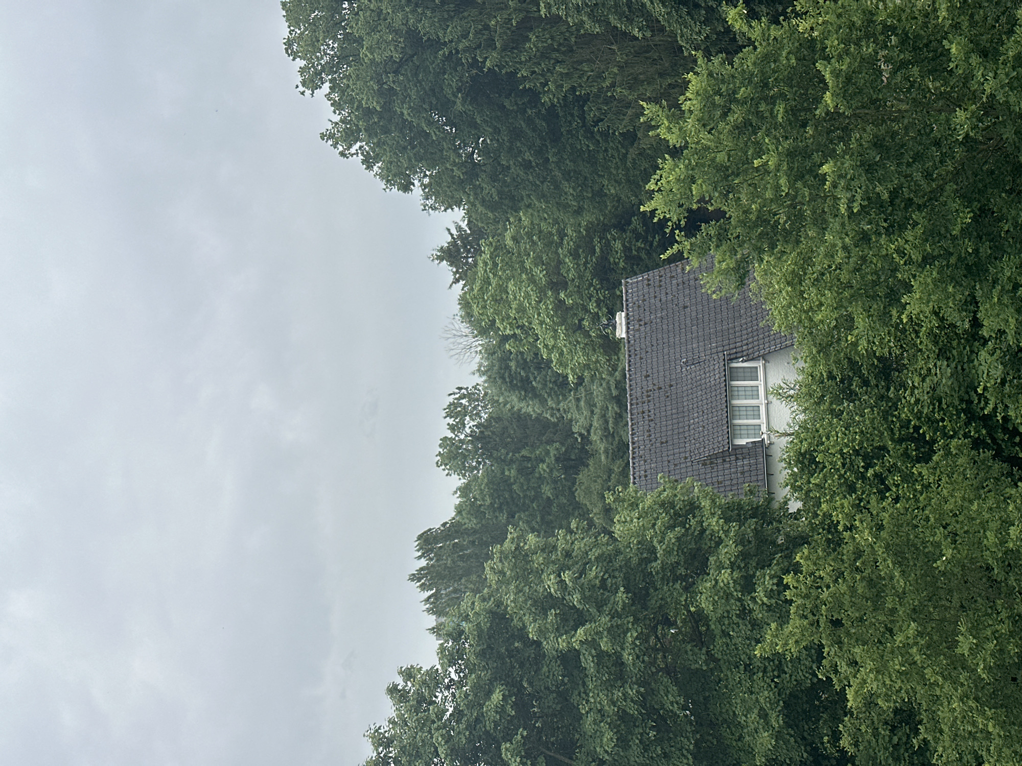 The image depicts a suburban scene in Borne, Netherlands, under an overcast sky. A single-family house with a dark grey tiled roof and white window frames is partially visible, nestled amongst dense green foliage. The house appears to have at least one dormer window with multiple panes. The surrounding environment is dominated by mature trees and dense shrubbery, obscuring much of the property. The overall impression is one of a secluded, tree-lined residential area. No people or specific activities are evident in the frame.