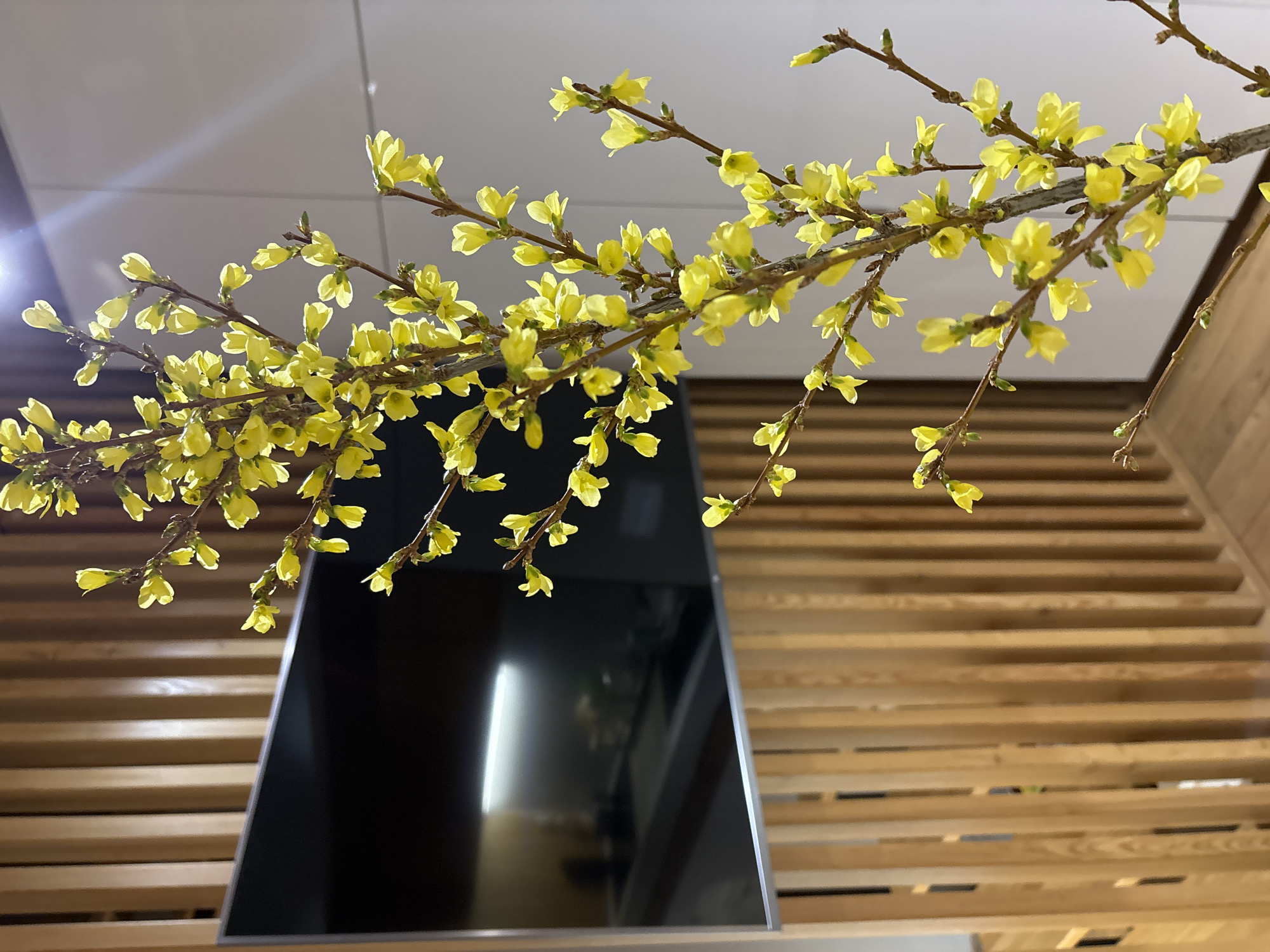A branch of forsythia flowers, displaying bright yellow blossoms, extends across the frame. The flowers are in sharp focus, contrasting with the blurred background elements. Behind the flowers, a modern black television is partially visible, its screen reflecting light. Below the television, a wooden slat wall adds texture to the composition. The location is presumed to be within an interior setting in the city of Chaikovsky, Russia.