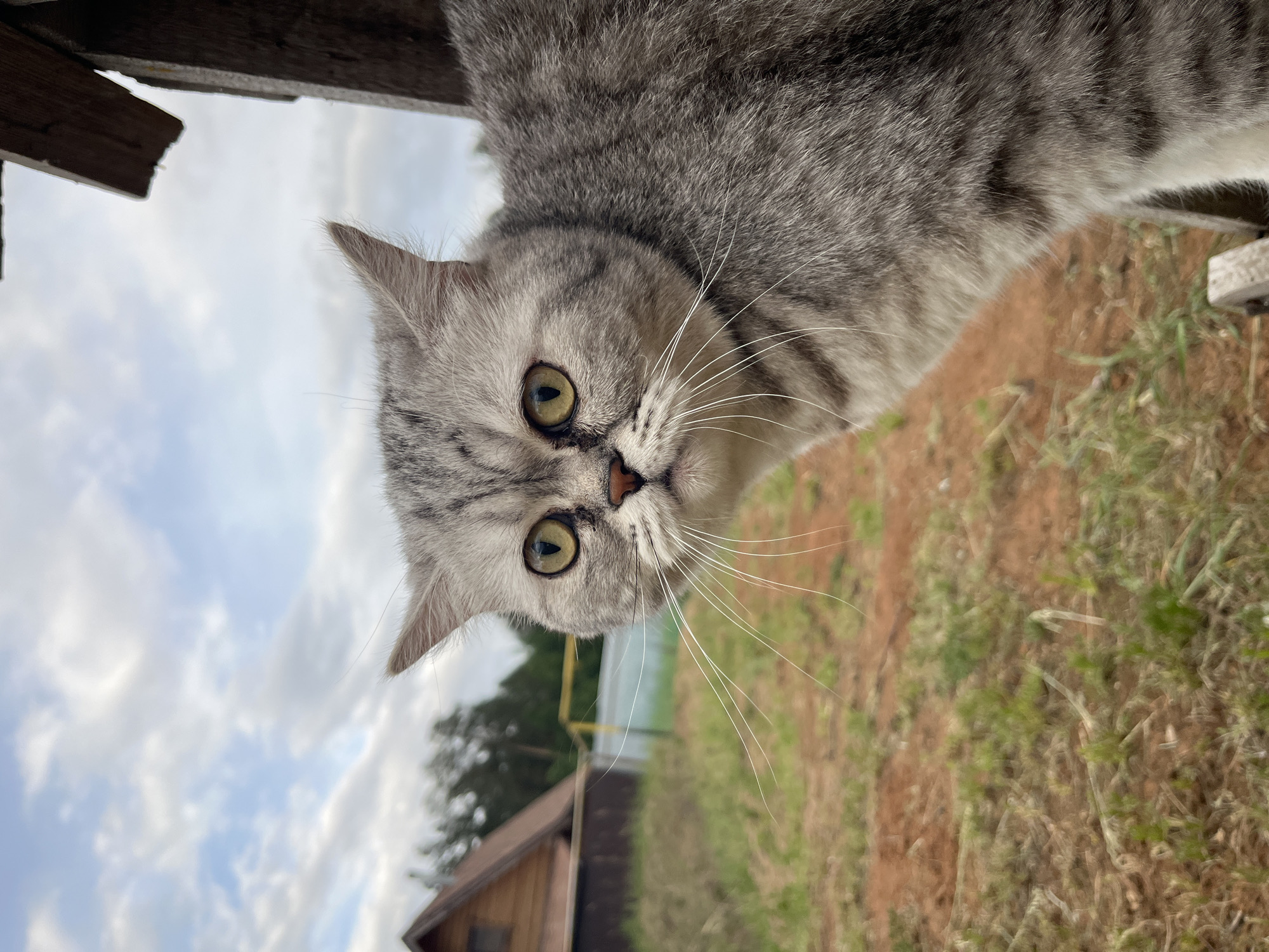A gray tabby cat with green eyes is the primary subject of the image, positioned at an unusual, angled perspective, as if looking down at the viewer. The cat's head occupies the center-left portion of the frame, with its whiskers prominently displayed.
The background reveals an outdoor setting. In the lower portion of the image is a ground area composed of brown soil interspersed with green grass. A small wooden structure, possibly a shed or cabin, is visible in the lower-left corner. The upper-left portion of the image includes a view of a cloudy sky. Wood elements appear at the top of the image and are potentially the roof or structure the cat is on.
There is no specific identifying information to confirm the exact location as Chaikovsky, Russia.