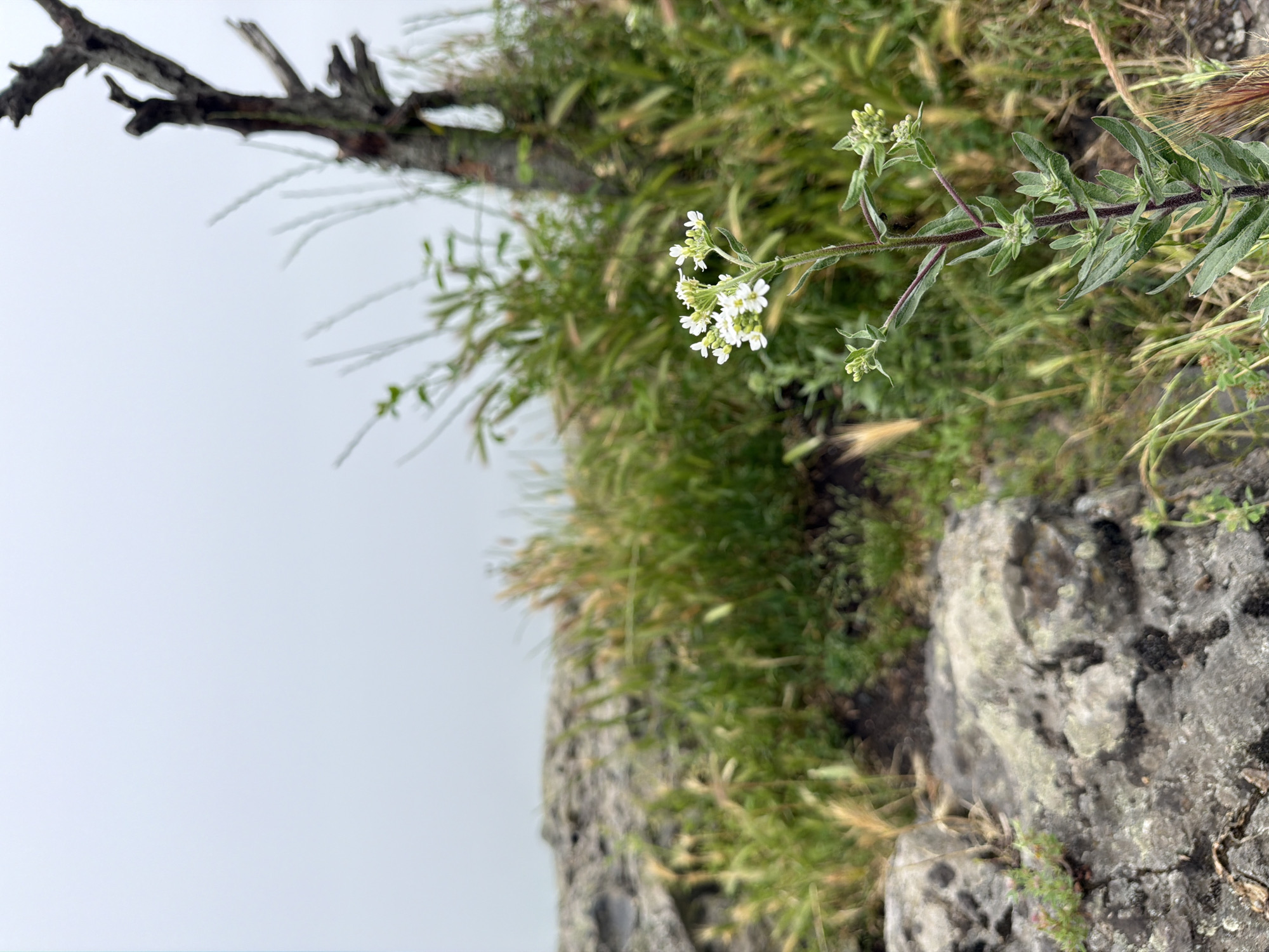The image depicts an outdoor natural scene, captured in what appears to be a vertical orientation, focusing on vegetation and rocky terrain under an overcast sky. In the foreground, a flowering plant with small, white, clustered blooms and green, slightly hairy leaves is prominently featured. Its stems are a reddish-brown color, and it appears to be growing from the rocky ground.
Behind the central plant, the midground is filled with a dense mix of green and some dry, straw-colored grasses and other leafy foliage, creating a textured background. To the upper left, a dark, gnarled, and bare tree branch extends into the frame, suggesting an old or dead tree limb. The sky, visible in the upper portion and along the left edge of the image, is a uniform light grey or white, indicating an overcast day with no direct sunlight. The lower right part of the image reveals rough, grey rock formations, possibly a cliff edge or large boulders, with sparse green growth in crevices.
The scene conveys a sense of a wild, untouched natural environment, possibly a hillside or mountainous area. There is no human activity, objects, or visible text present. The weather appears to be mild and cloudy during daylight hours.
