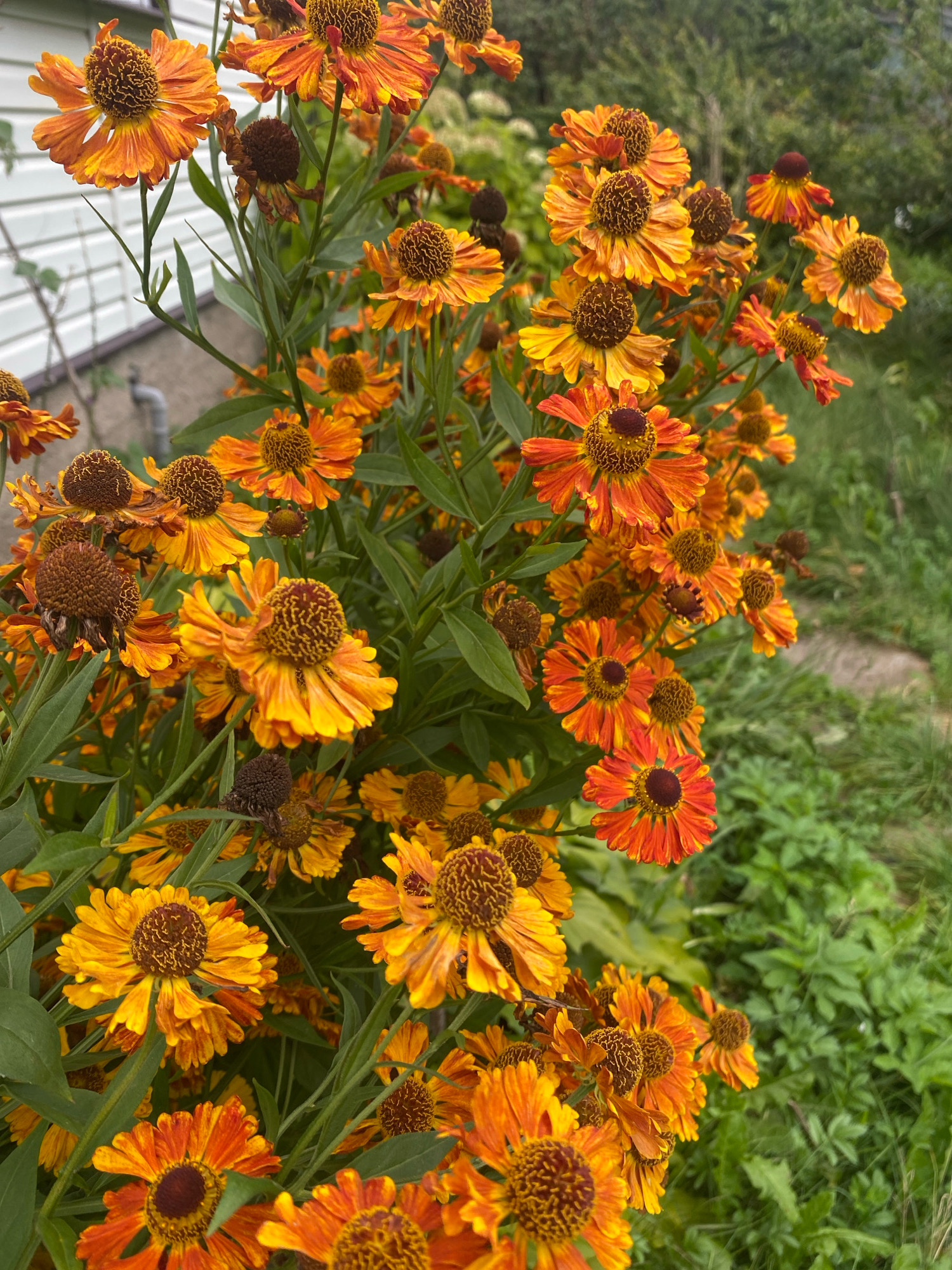 The image captures a close-up view of a cluster of helenium flowers in bloom, showcasing their vibrant orange and yellow petals surrounding a dark, textured center. Some of the flowers are fully open, displaying their intricate petal structure, while others are partially closed or in the process of wilting, evident by the brown, dried centers. The flowers are interspersed with green foliage and stems, creating a lush, natural appearance. In the background, to the left, a portion of a light-colored, textured building with horizontal siding is visible, suggesting an outdoor setting in an urban or suburban environment. The rest of the background consists of out-of-focus greenery, indicating a garden or natural landscape. The lighting suggests it is daytime, with soft natural light illuminating the flowers. The overall scene is one of natural beauty, focusing on the detailed textures and colors of the helenium flowers. The location in Папярнянскі сельскі Савет, Belarus, is context provided externally.