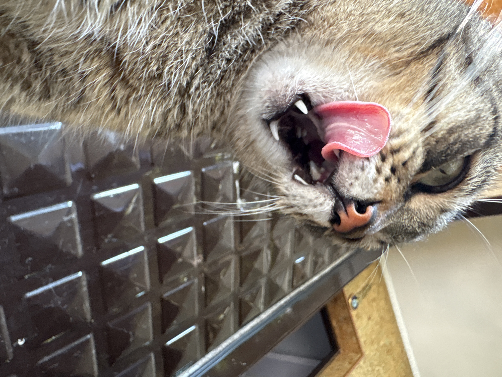 A close-up, low-angle shot captures a tabby cat licking its lips. The cat's face, with its pink nose and sharp white teeth, fills the left side of the frame, with its tongue extended and pink. Its fur is a mix of brown and black stripes. The cat is positioned above a dark, textured surface that appears to be made of plastic with a geometric, raised pattern. In the background, a wooden cabinet with a recessed panel and a small circular light fixture is visible. The scene is indoors, possibly in a residential setting. There is no discernible location within Almaty, Kazakhstan, or any other city.