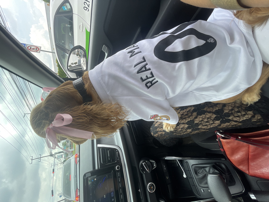 The scene depicts the interior of a vehicle, specifically the front passenger area, occupied by a person and a dog, while stopped at an urban street intersection in San Juan de Ocotán, Mexico.
A medium-sized, light brown, long-haired dog, possibly a Cocker Spaniel, is positioned facing forward on a person's lap. The dog wears a white short-sleeved jersey with "REAL MADRID" and the number "0" printed in black on its back, along with a Real Madrid crest on the left sleeve. Two pink bows adorn the top of the dog's head, and a wide black collar is visible around its neck.
The person's lower left leg and thigh are visible beneath the dog, clad in black lace leggings with a floral pattern. A red leather handbag rests on the floor or seat below the person's leg. Part of a human arm, adorned with a light-colored bracelet or cuff, is visible on the right, providing support to the dog.
The vehicle's interior is visible, featuring a modern dashboard with a central infotainment screen displaying a map or navigation interface with a blue route line. Air conditioning vents, climate controls, and an automatic gear selector are also visible.
Through the front windshield, a cloudy sky is observed above a street scene. A light-colored sedan is stopped directly ahead, with its red taillights illuminated, indicating a stop. Multiple overhead power lines and utility poles traverse the upper portion of the frame. In the distance, a red traffic light is visible.
Through the right passenger window, a white vehicle with a green stripe along its side and the text "92H" is partially visible. A red circular "No Entry" traffic sign, with a white horizontal bar, is mounted on a pole near the right side of the road. Green foliage and structures are visible beyond the road.
