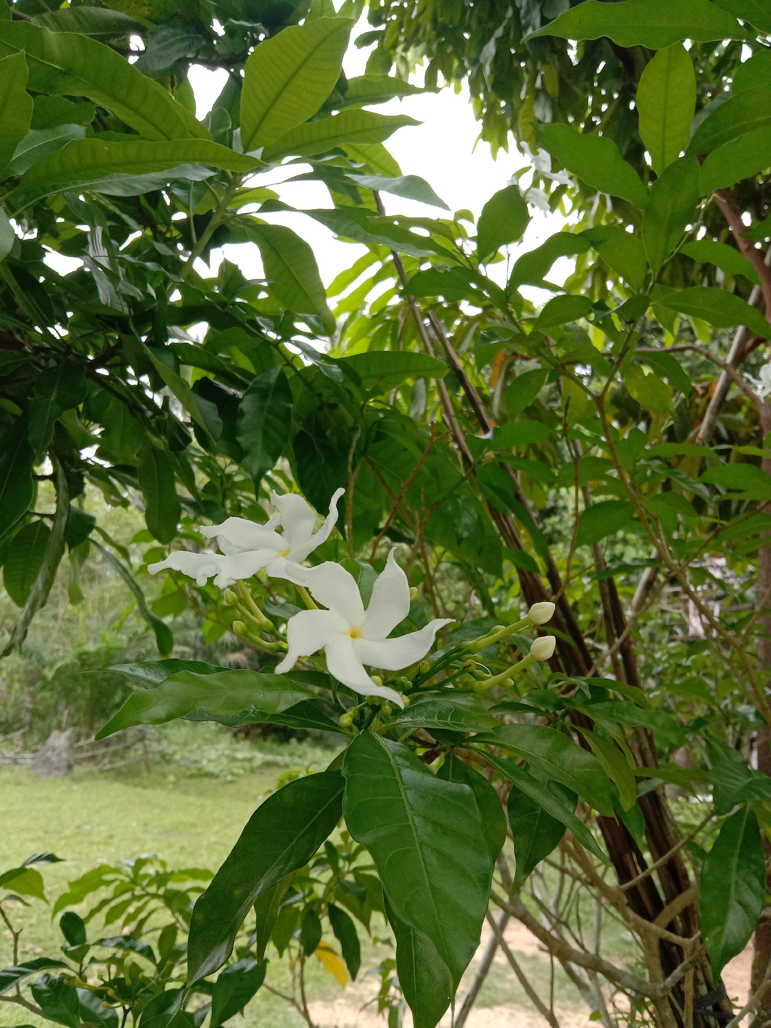 The image captures a close-up of white pinwheel flowers (Tabernaemontana divaricata) blooming among lush green foliage. The flowers have five petals, each with a slightly twisted shape. Several unopened flower buds are also visible. The background features a blurred landscape with trees and a grassy area, suggesting an outdoor setting. The location is implied to be Blangkarieng, Indonesia, based on external information. There is no direct visual evidence in the image to explicitly confirm the location.