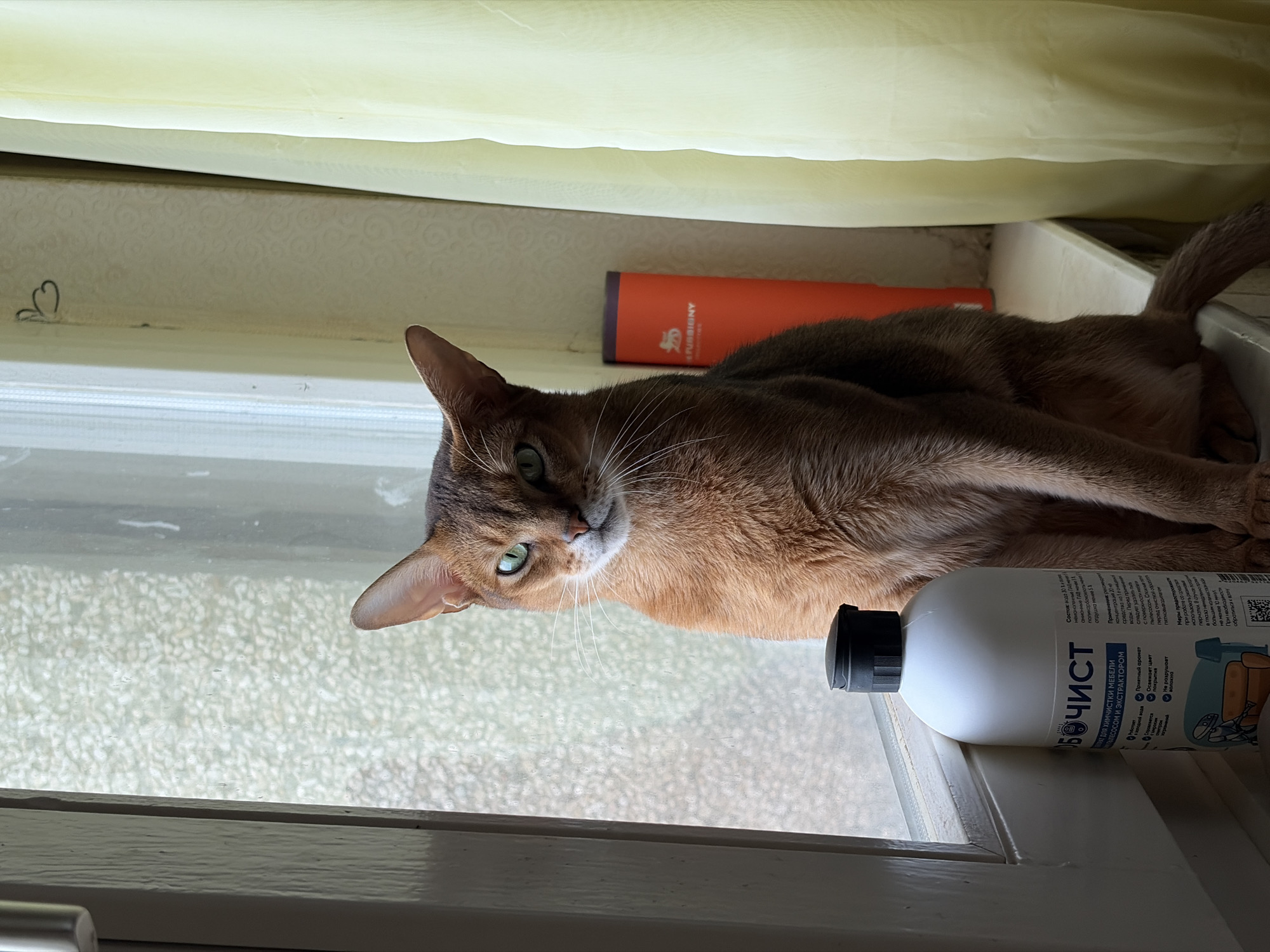 An Abyssinian cat with green eyes is sitting on a windowsill in Chaikovsky, Russia. The cat is looking directly at the camera. In front of the cat is a white plastic bottle with a black cap. The bottle has a label with Russian text and an illustration of a robot cleaning furniture. To the right of the cat, there is an orange cylindrical object with a logo on it, and a light yellow curtain. The window behind the cat has a textured glass pane. The scene is lit by natural light coming from the window.