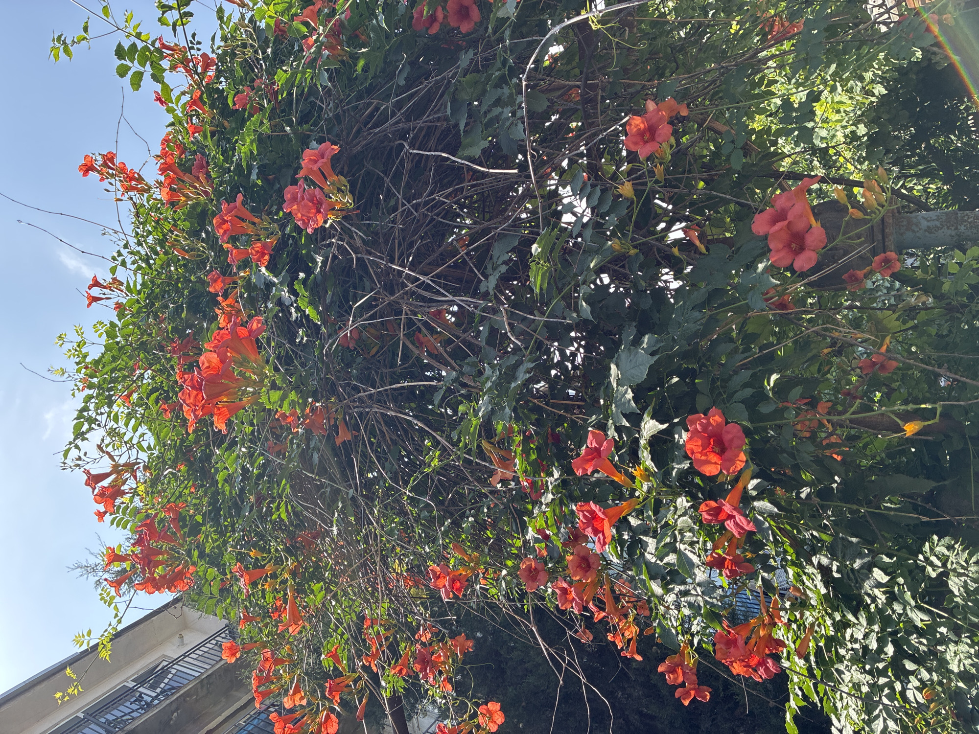The image captures a vibrant cascade of trumpet-shaped orange flowers, likely trumpet vine (Campsis radicans), sprawling across a building facade. The foliage is lush and green, interspersed with numerous blooms in various stages of opening. The flowers are predominantly a bright, saturated orange, with some appearing more reddish-orange. They are clustered together, creating a dense and visually striking display.
The building itself is partially visible on the left side of the frame. It appears to be an older structure with balconies featuring dark-colored railings. The architectural style suggests a European city, and given the context, it is plausible that this scene is located in Tbilisi, Georgia. The sky above is a clear blue with a few wispy clouds, indicating a sunny day. The flowers are seen against a backdrop of more dense greenery and the building, suggesting an urban environment where nature is integrated with man-made structures. There are no people visible in the image, and the focus is entirely on the natural element of the flowering vine. The overall impression is one of abundant growth and natural beauty thriving in an urban setting.