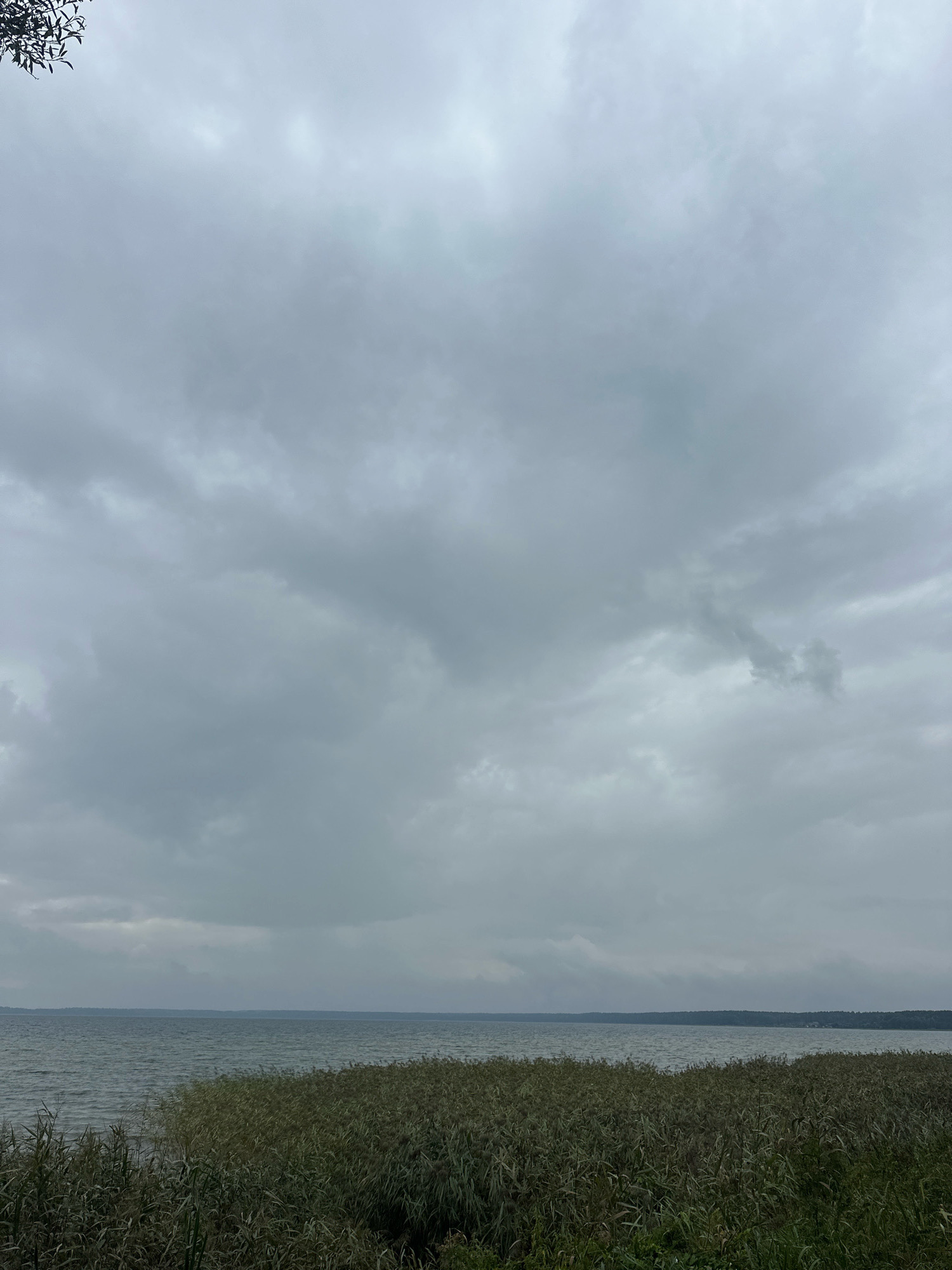 This is a photograph of a cloudy sky over a body of water, likely a lake, with dense reeds in the foreground. The sky is overcast with heavy, gray clouds. The water is choppy, indicating a breeze. A shoreline, lined with trees, is visible in the distance. The vegetation in the foreground appears to be tall grass or reeds, which are a muted green and brown color. The overall impression is one of a cool, possibly damp day. The image appears to be taken from the shore of Lake Naroch, located in the Narach rural council of Belarus. There are no people or animals visible in the frame.