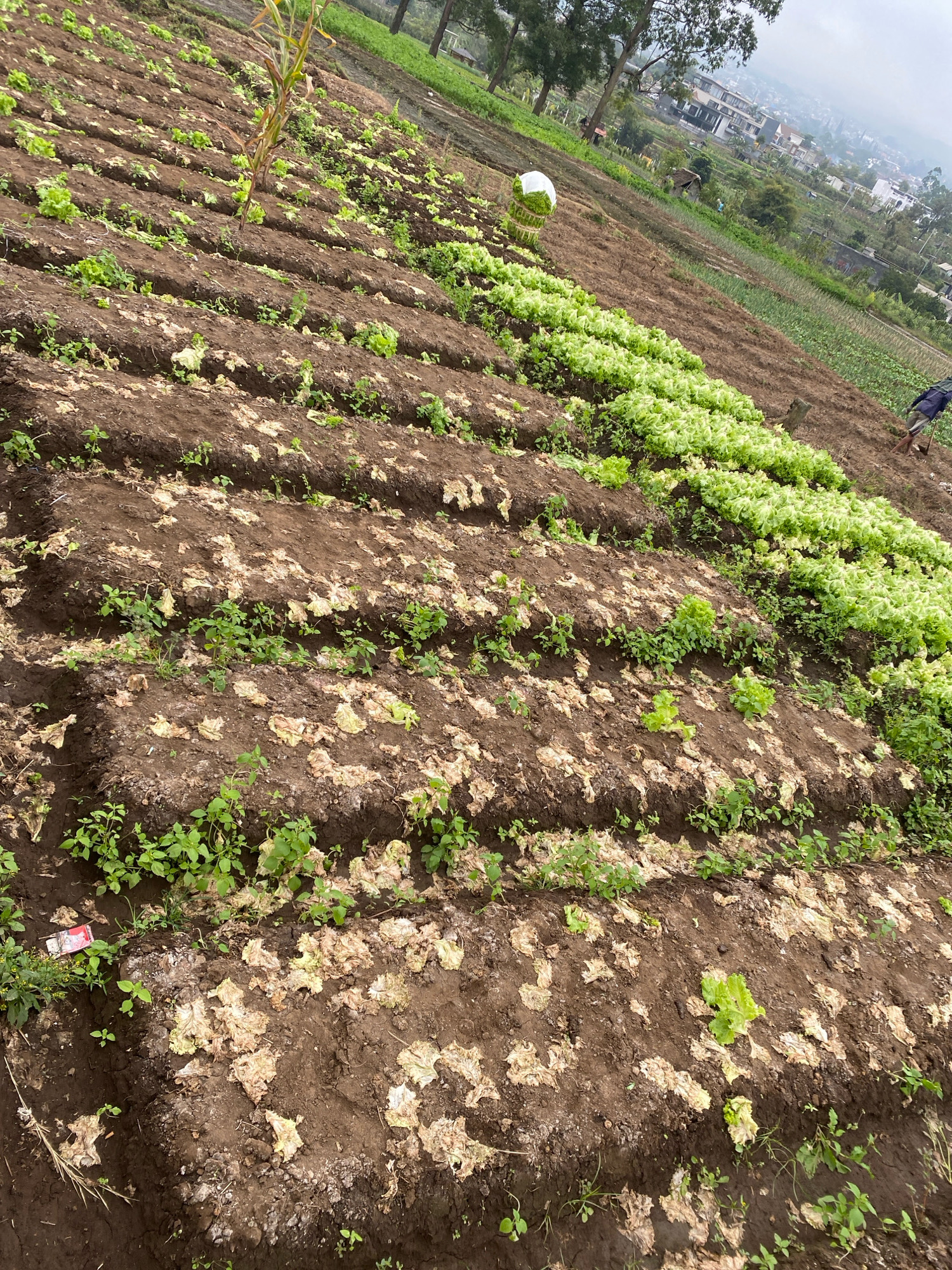 The image depicts a terraced agricultural field on a hillside, with the urban landscape visible in the background. The foreground shows rows of soil with some plants growing. There are patches of wilting or dried lettuce, interspersed with new, green lettuce sprouts. Some weeds are also present. In the middle ground, there is a more densely planted section of healthy green lettuce. A single corn stalk stands out in the upper left portion of the field. In the background, buildings and trees are visible, suggesting the field is located on the outskirts of a city. The sky is overcast. A person is partially visible on the right side of the image, appearing to be working in the field. Another person is visible further in the background, near the buildings. The overall scene suggests agricultural activity in an urban fringe environment.