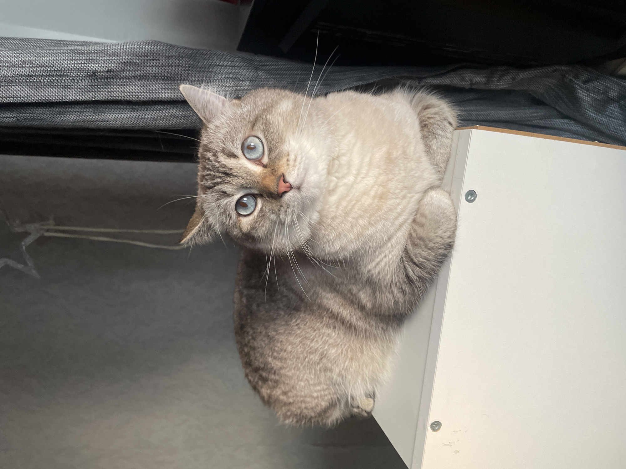 A close-up, eye-level shot shows a light brown and gray tabby cat with striking blue eyes resting on a white surface. The cat is positioned in the center of the frame, looking upwards and to the left. Its fur exhibits a striped pattern, and its paws are tucked beneath its chest. The background features a textured gray wall and dark gray curtains. The image appears to have been taken indoors, possibly in a domestic setting, and there is no indication of its location in Votkinsk, Russia. The lighting is soft, with a spotlight illuminating the cat from the left.