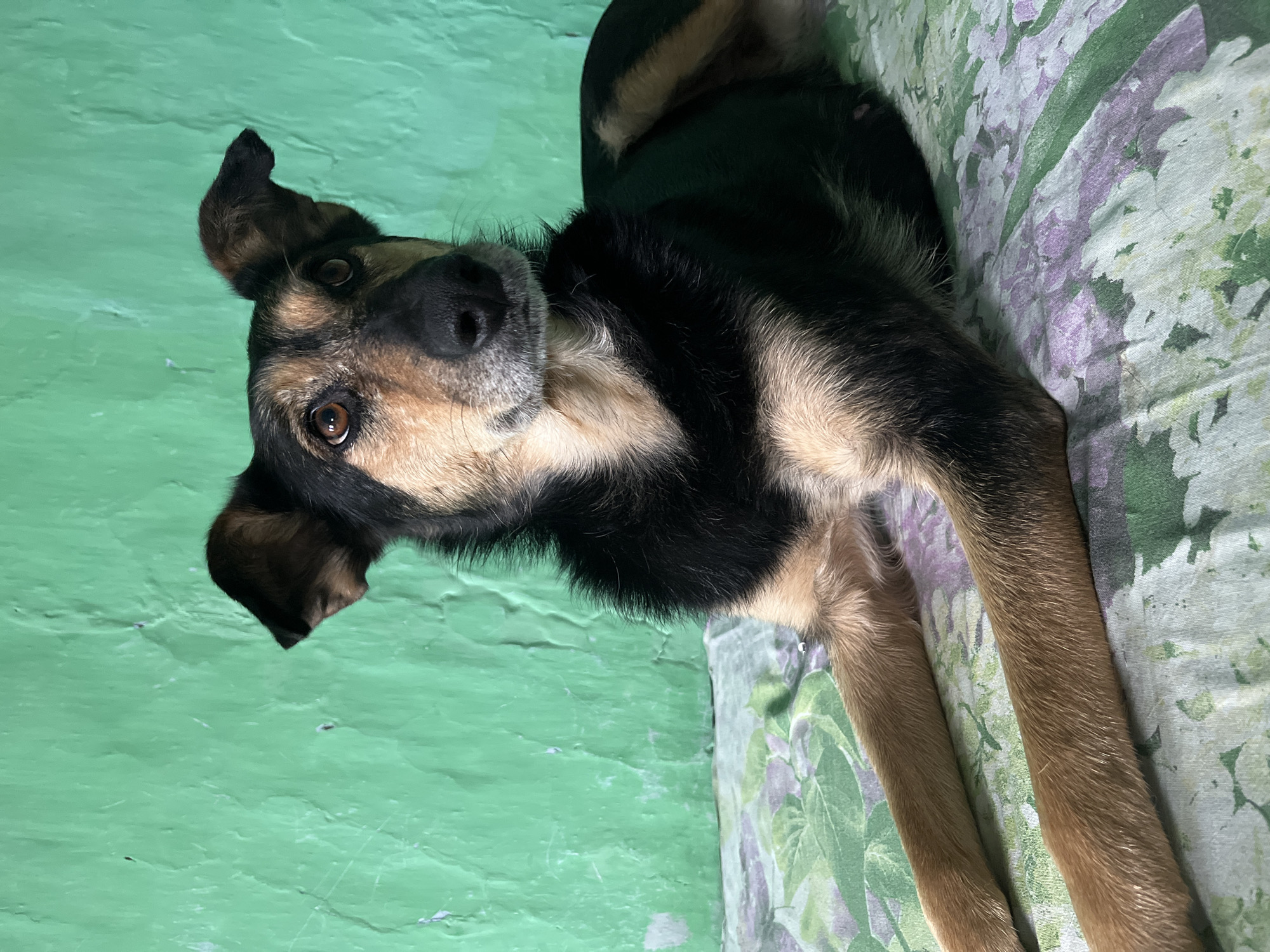A medium-sized dog with brown and black fur lies on a floral-patterned surface. The dog is positioned in the center of the frame, facing slightly to the right, with its front paws extended forward. The background is a textured, green wall. The image appears to be taken indoors, likely in a residential setting. No specific location in Nizhny Tagil, Russia, can be determined from the visual information provided.