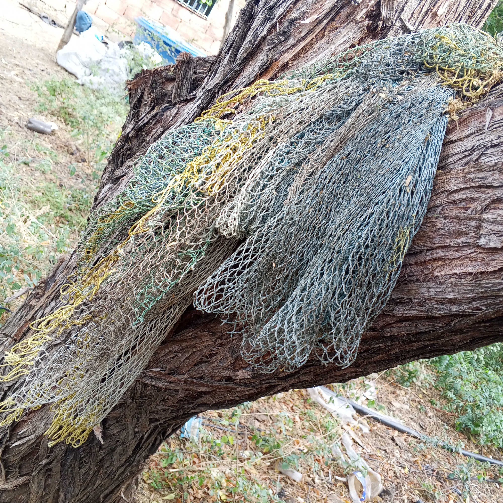 A fishing net, colored primarily in shades of blue, green, and yellow, is draped over a rough-textured tree branch in an outdoor environment. The tree branch, exhibiting deep grooves and a dark brown color, supports the net, which hangs down towards the ground. The ground is covered with dry leaves, scattered greenery, and some pieces of trash. In the background, hints of a building and some indistinct objects are visible, suggesting an urban setting. The location is in the city of Unknown, Unknown.