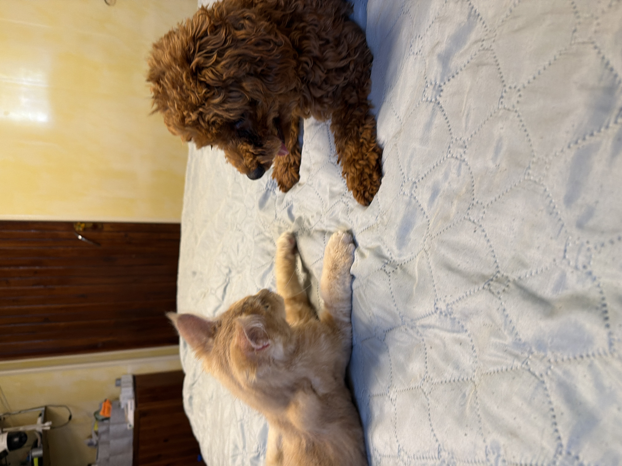 A ginger kitten lies on its stomach on a light blue quilted bedspread, facing a reddish-brown poodle puppy. The kitten's front paws are extended forward. The poodle puppy is lying on its stomach, facing the kitten. Its head is turned to the left, and its mouth is open, revealing its tongue. The background consists of a yellow wall and a wooden door. The scene appears to be indoors, likely in a bedroom.