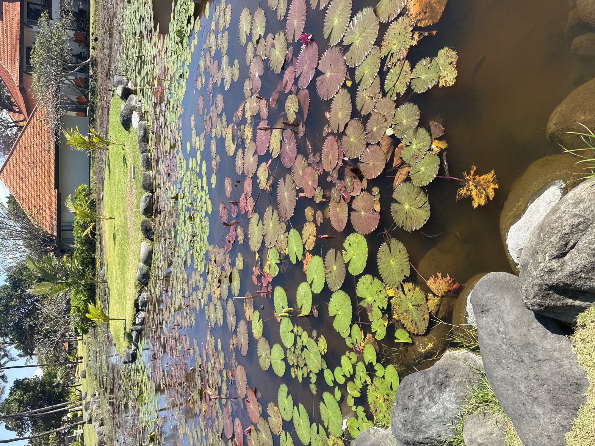 This image depicts a serene pond filled with numerous water lilies, their leaves a vibrant mix of green and reddish-brown, floating on the dark water. Some water lily buds are visible, hinting at potential blooms. The pond is surrounded by lush green grass, large gray boulders, and a few palm trees. In the background, traditional Balinese architecture with orange tiled roofs and white walls is visible, suggesting a resort or hotel setting. The overall scene conveys a tranquil tropical atmosphere. The location is identified as Kuta Selatan, Indonesia. There are no people visible in the image, nor are there any discernible actions or interactions occurring. The environment is calm and still.