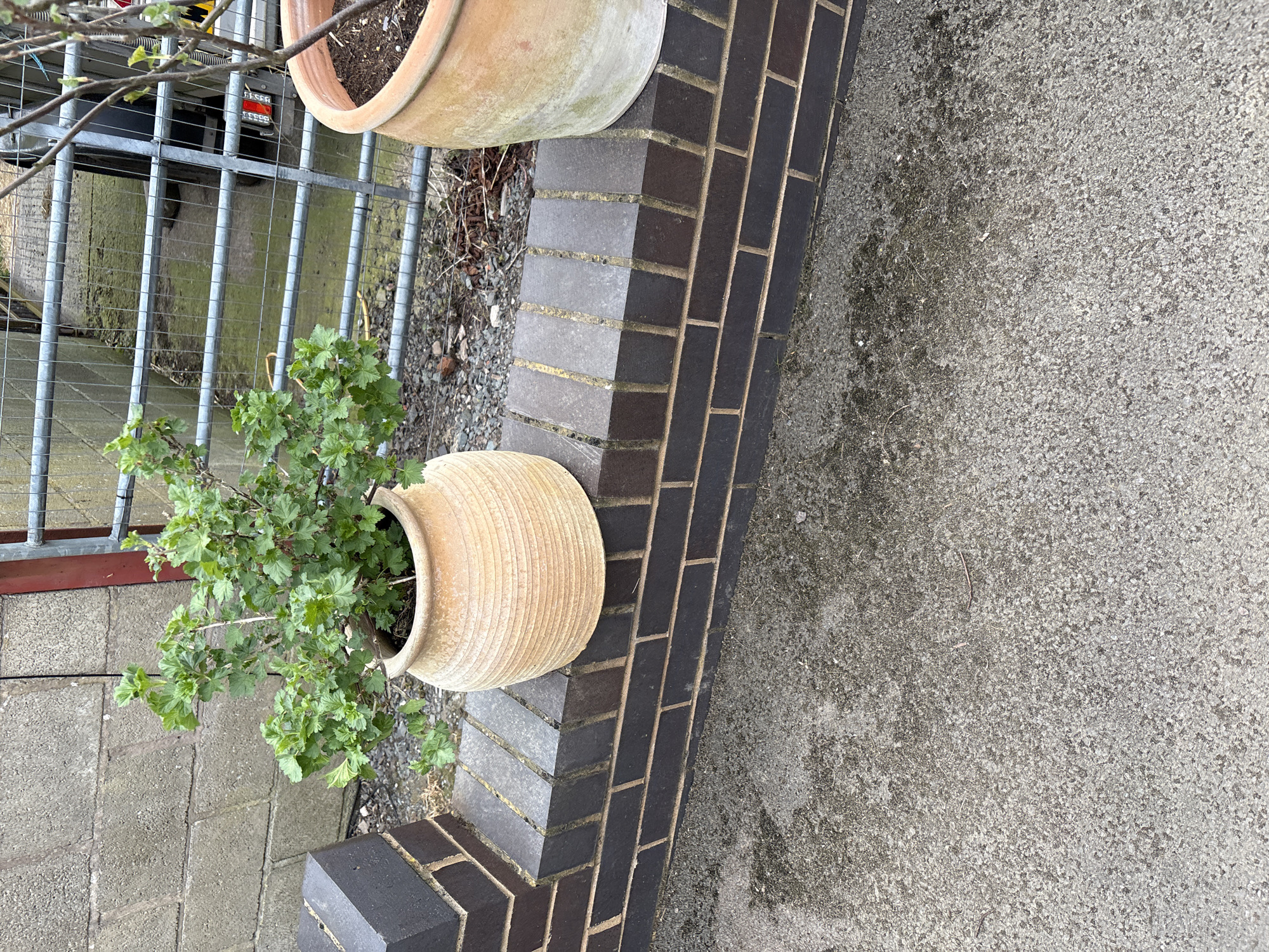 The image depicts an outdoor scene in Shrewsbury, United Kingdom. Two terracotta pots are visible. One contains a green, leafy plant and is placed adjacent to a dark brick wall. The other pot is partially visible in the background, appearing to be empty. A gray metal fence runs alongside the planter, and a gray concrete surface stretches out beside the brick wall. No people are present in the frame.