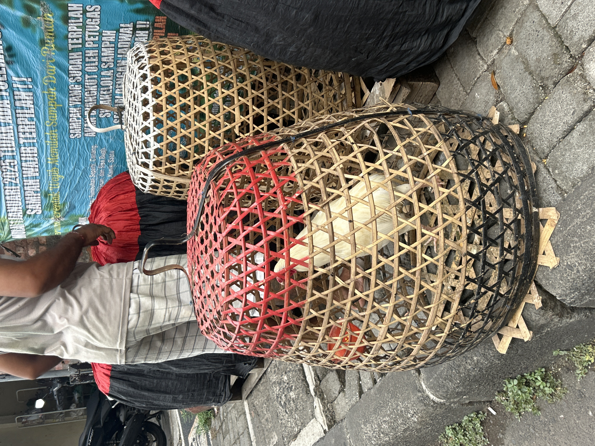 A medium shot captures a street scene in Denpasar, Indonesia, with a focus on several large, woven bamboo baskets. The foreground features two prominent baskets. The basket on the left, colored red and black at the top and bottom respectively, contains a white chicken. Its intricate weaving is visible, and a small red cup is placed inside. To the right, a larger, natural bamboo basket stands, also woven. Behind these, a person wearing a light-colored t-shirt and plaid pants is partially visible, standing to the left of the baskets. A black tarp-like object is positioned behind the natural bamboo basket. A blue banner with Indonesian text is visible in the background, suggesting a public announcement or advertisement. The ground is paved with interlocking stones, and a curb with sparse green vegetation lines the left side of the frame. A motorcycle is parked in the background on the left. The overall scene suggests a market or street vendor setting.