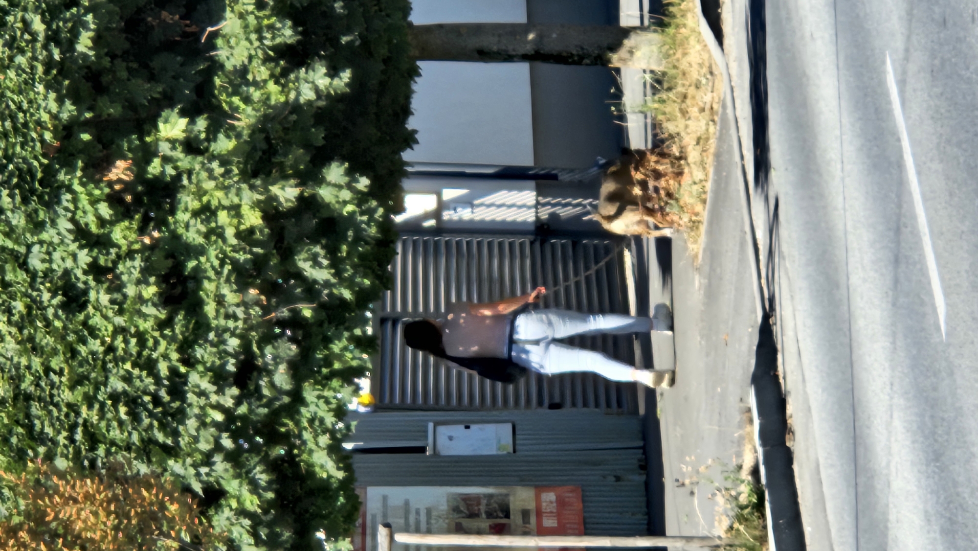 A young woman with long dark hair, wearing a light-colored short-sleeved top and light blue jeans, is walking a dog on a leash. She is seen from behind, her left hand holding the leash. The dog, appearing to be of medium size with brown and tan fur, is sniffing the ground near a pile of dried leaves and grass. They are walking on a paved sidewalk next to a road. In the background, there is a corrugated metal fence, a roll-up door, and a building with a white wall. A large tree with green leaves casts a shadow over the scene. The image is taken in the city of Prešov, Slovakia, likely on a sunny day.