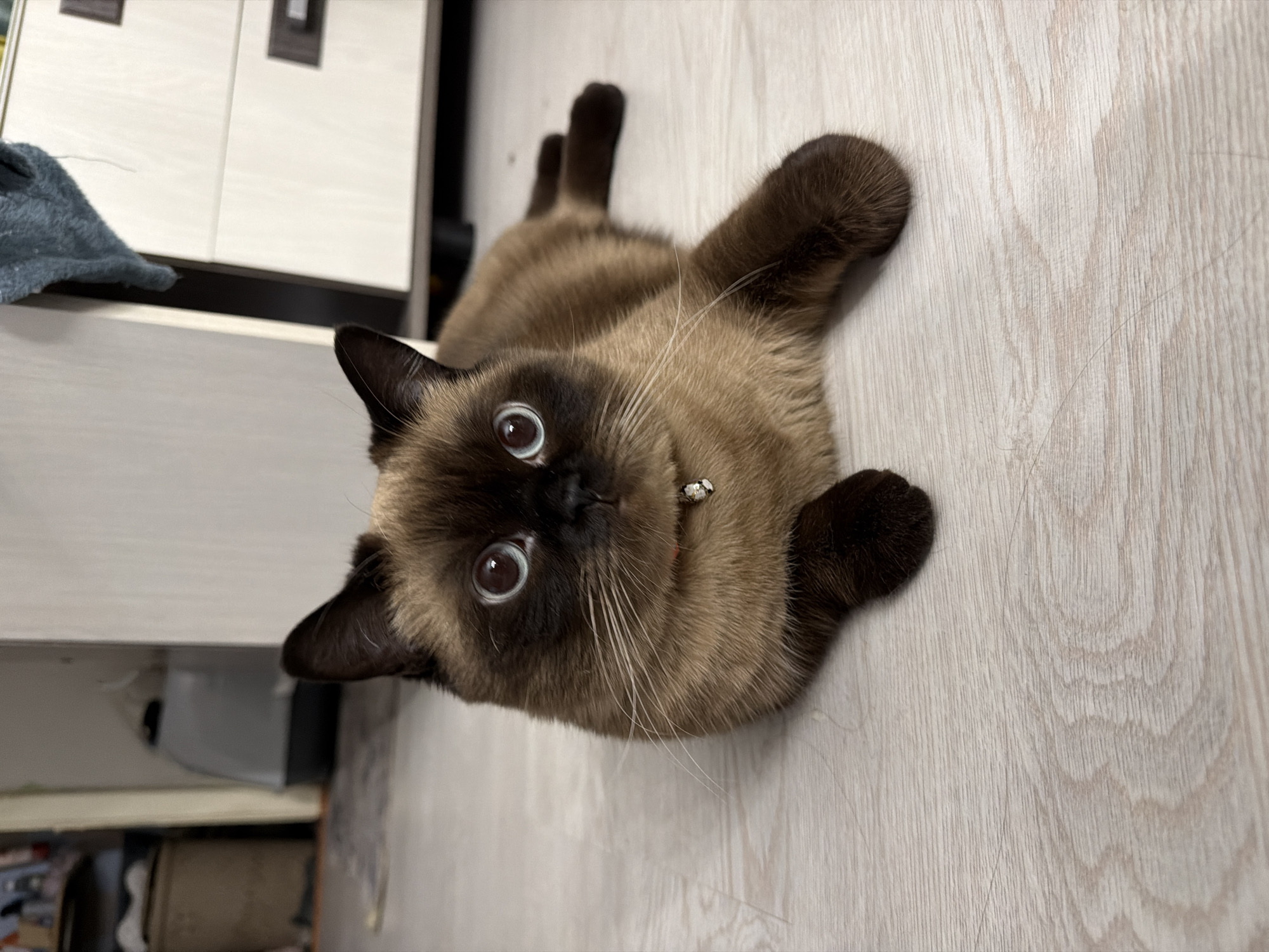 An adorable seal point or chocolate point cat lies playfully on its back on a light-colored wooden floor in an indoor setting in Chaikovsky, Russia. The cat’s body is a creamy tan, contrasting with its dark brown paws, ears, and face mask, characteristic of its breed. Its head is tilted upwards, facing the viewer, with large, wide-open, light blue eyes that appear curious and alert, and dilated pupils. Long white whiskers fan out from its muzzle. A small, light-colored collar with a tiny bell or charm is visible around its neck. Its front paws are bent and partially visible, while its back paws are stretched upwards in the background. The floor features a visible wood grain pattern. In the upper left of the frame, part of a light-colored cabinet with dark handles is visible, and a crumpled blue fabric item rests nearby. The lighting is bright and even, suggesting a well-lit room. There is no visible text in the image.