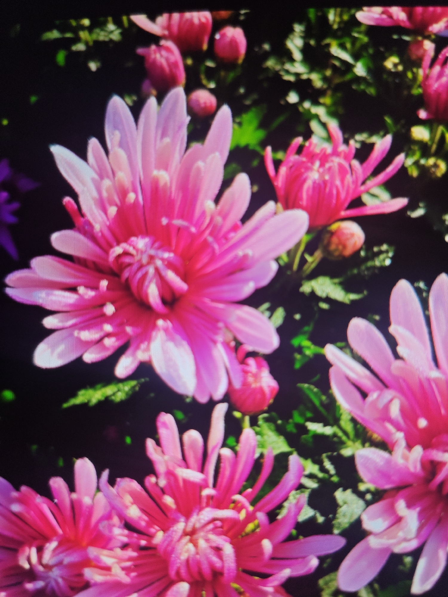 This is a close-up, slightly blurry, vertical photograph of bright pink chrysanthemum flowers in bloom. The flowers are the primary subjects, with multiple blossoms filling the frame. Some are fully open, displaying delicate, layered petals that transition from a deep pink at the center to a lighter pink and white at the tips. Other buds are visible, some partially open, hinting at more blooms. The background consists of dark green foliage, also slightly out of focus, which serves to highlight the vibrant colors of the flowers. There are no people, actions, or interactions depicted. The image appears to be taken outdoors in a natural setting, likely a garden or a park. There is no indication of the specific location within Krasnaya Polyana, Russia, other than that the photograph was taken there.