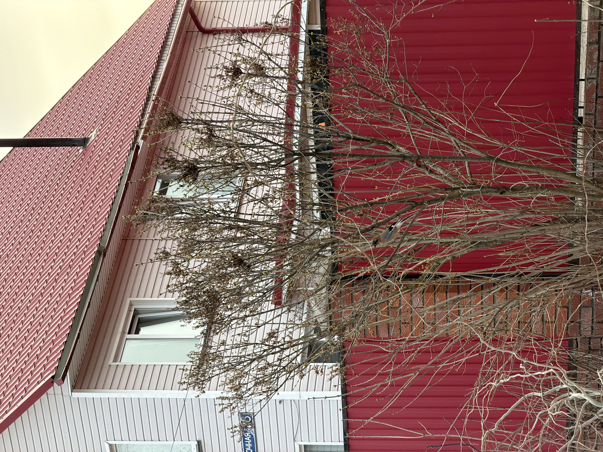 The image depicts a building exterior with a red roof and pink siding, partially obscured by bare tree branches. On the lower left, there is a street sign in Russian that reads "Солнечная", which translates to "Sunny Street". This indicates the location is likely in Chaikovsky, Russia. The building has visible windows on the pink siding side. The lighting suggests it is either early morning or late afternoon. A bird is perched on the branches in front of the red siding.