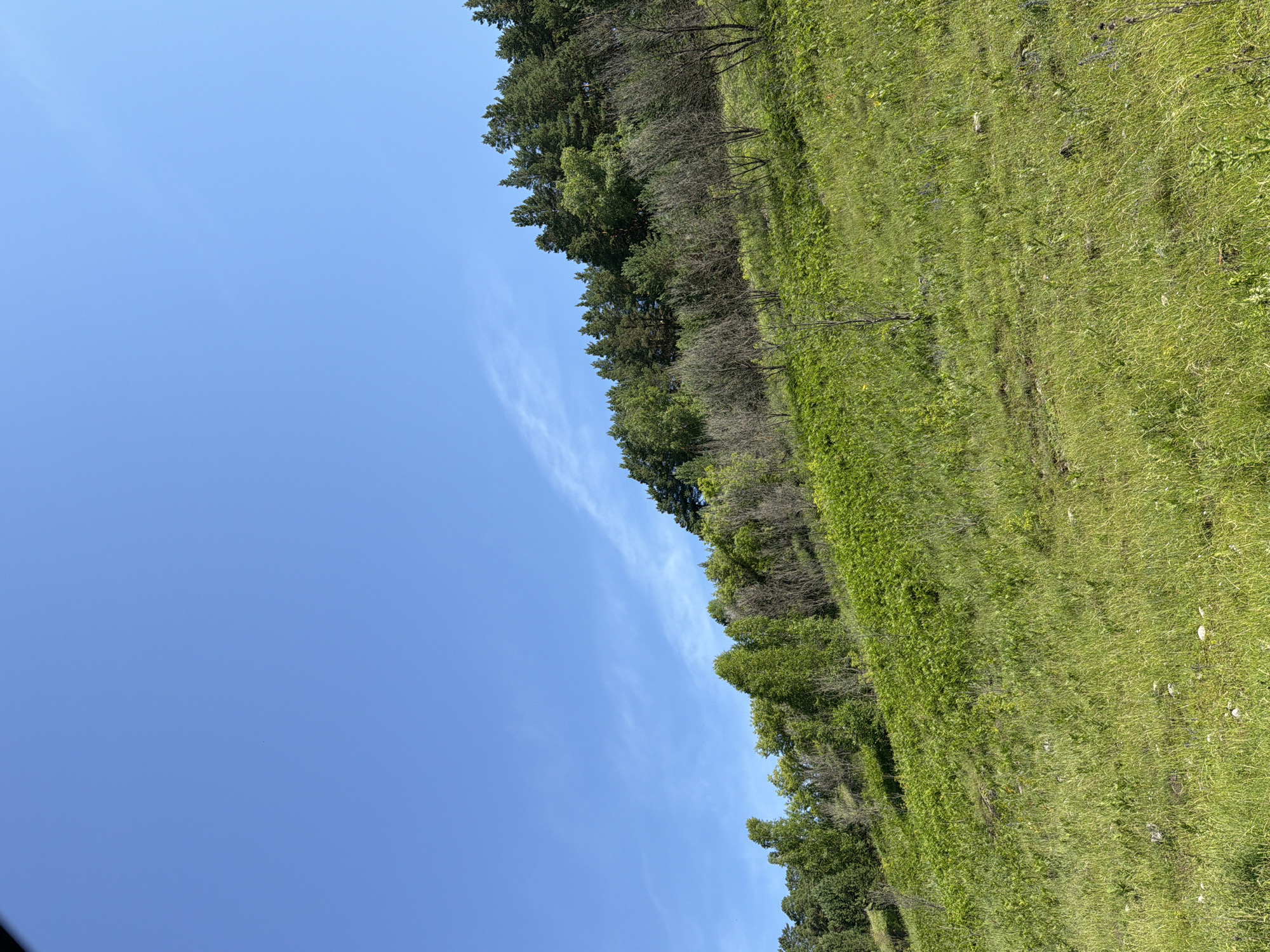 An outdoor, full-shot, eye-level, horizontal image depicts a grassy hillside in Cheposh, Russia, on a bright, sunny day. The sky is a clear, vibrant blue with wisps of white clouds. The hillside is covered in lush green grass and vegetation, with some scattered rocks and smaller plants. Towards the top of the hill, a dense forest of green trees, primarily evergreens, lines the horizon. The forest is a mix of tall, mature trees and younger growth, with some bare branches visible among the foliage. The overall impression is of a natural, untamed landscape, possibly a hiking trail or a scenic overlook.