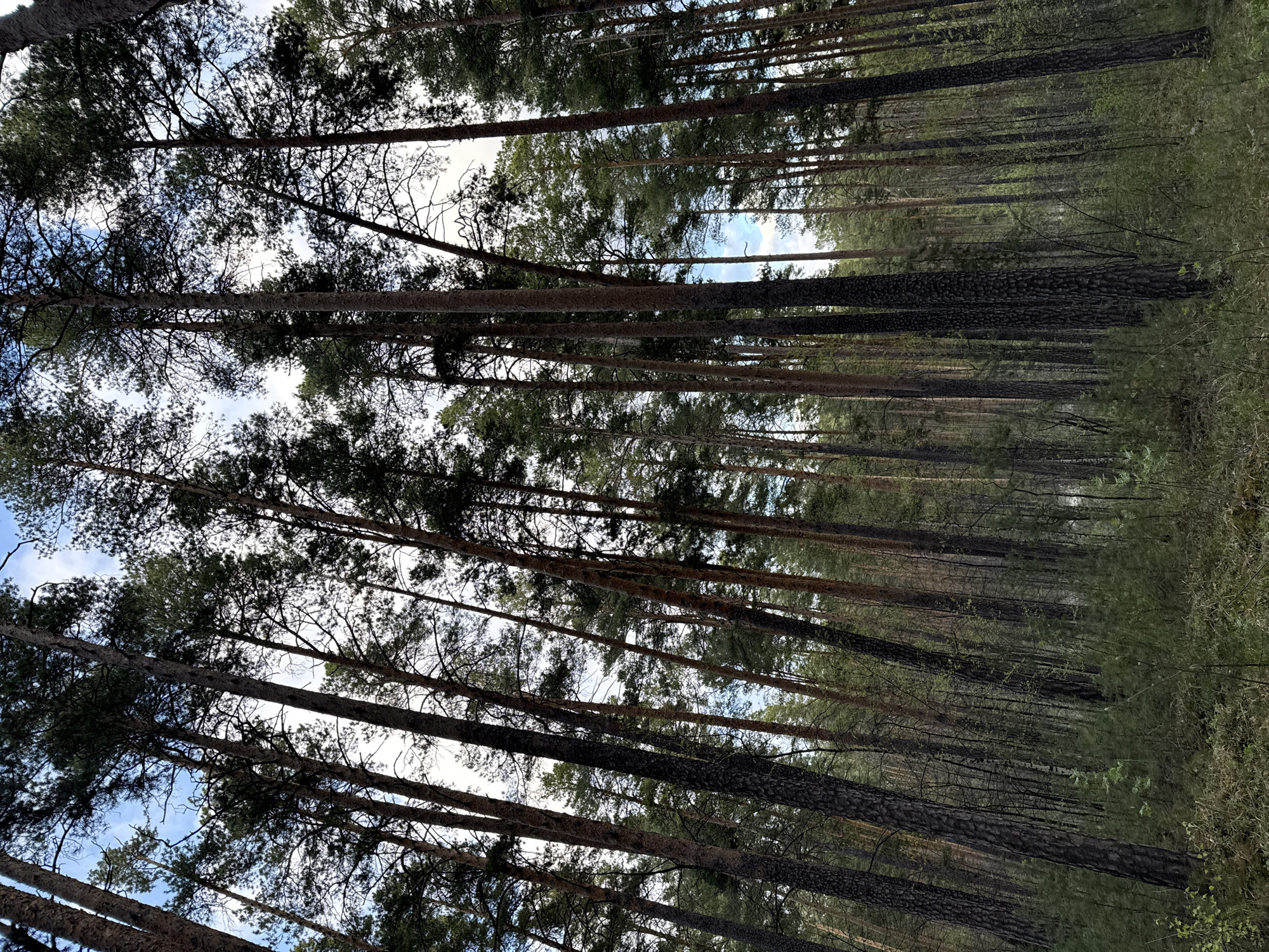 This image shows a forest scene in Dom Otdykha Zolotoy Plyazh, Russia. The viewpoint is looking upwards through tall, slender trees that stretch towards the sky, creating a linear perspective. The tree trunks are mostly straight and appear to be densely packed. Some branches extend out from the trunks with green foliage. Gaps between the trees allow glimpses of a cloudy, light-blue sky. The ground is obscured by foliage. The overall impression is of a dense, natural environment.