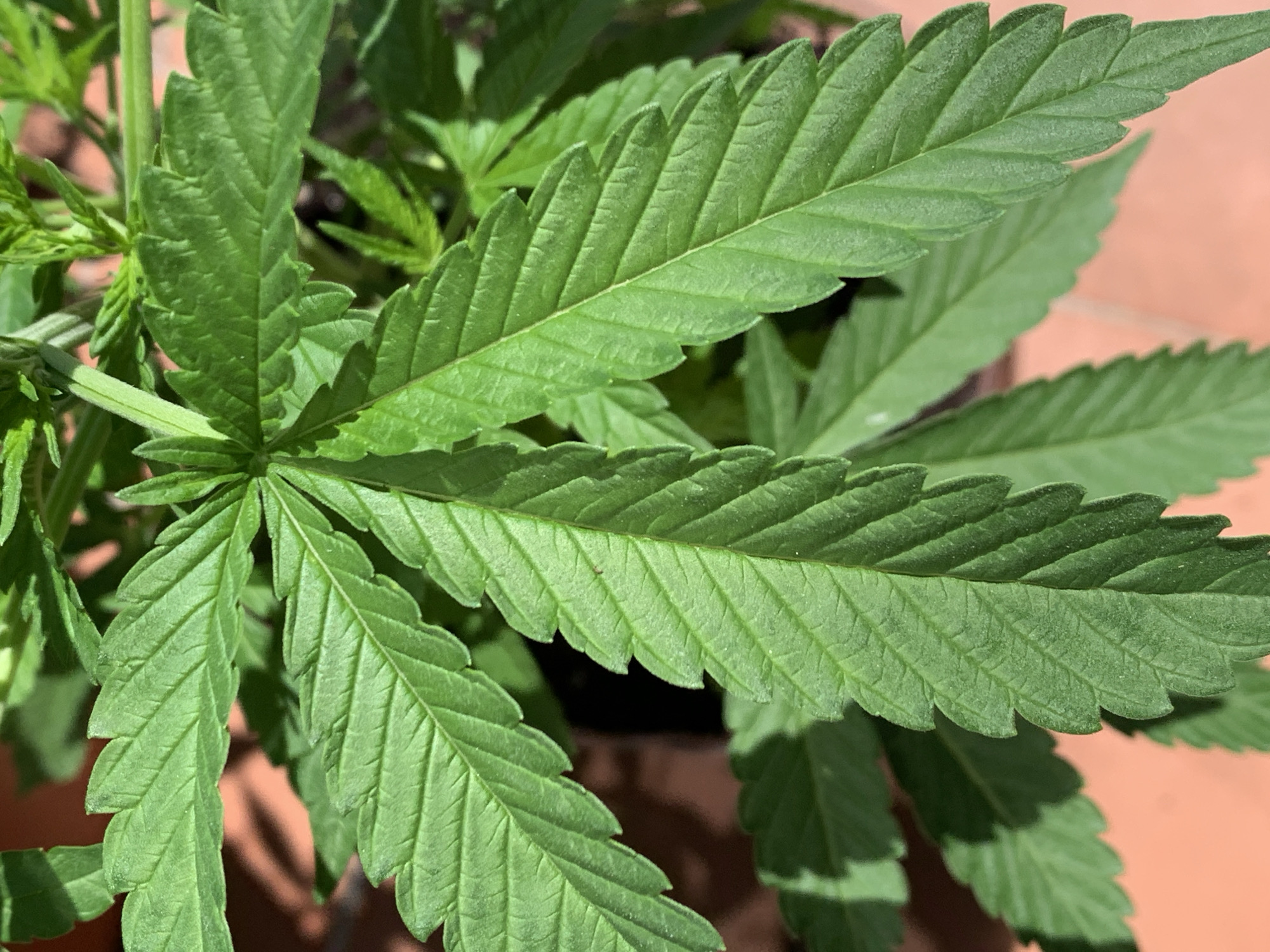 The image is a close-up shot of a vibrant green cannabis plant's leaves, likely taken outdoors. The leaves are serrated and show prominent venation. The background is blurred, but appears to be a reddish-orange textured surface, possibly a terracotta pot or patio. Sunlight casts shadows on the leaves, highlighting their intricate details. The overall impression is one of healthy plant growth in a natural setting. There is no visible indication of the location being in Barcelona, Spain, or any specific urban environment. The image focuses solely on the botanical subject.