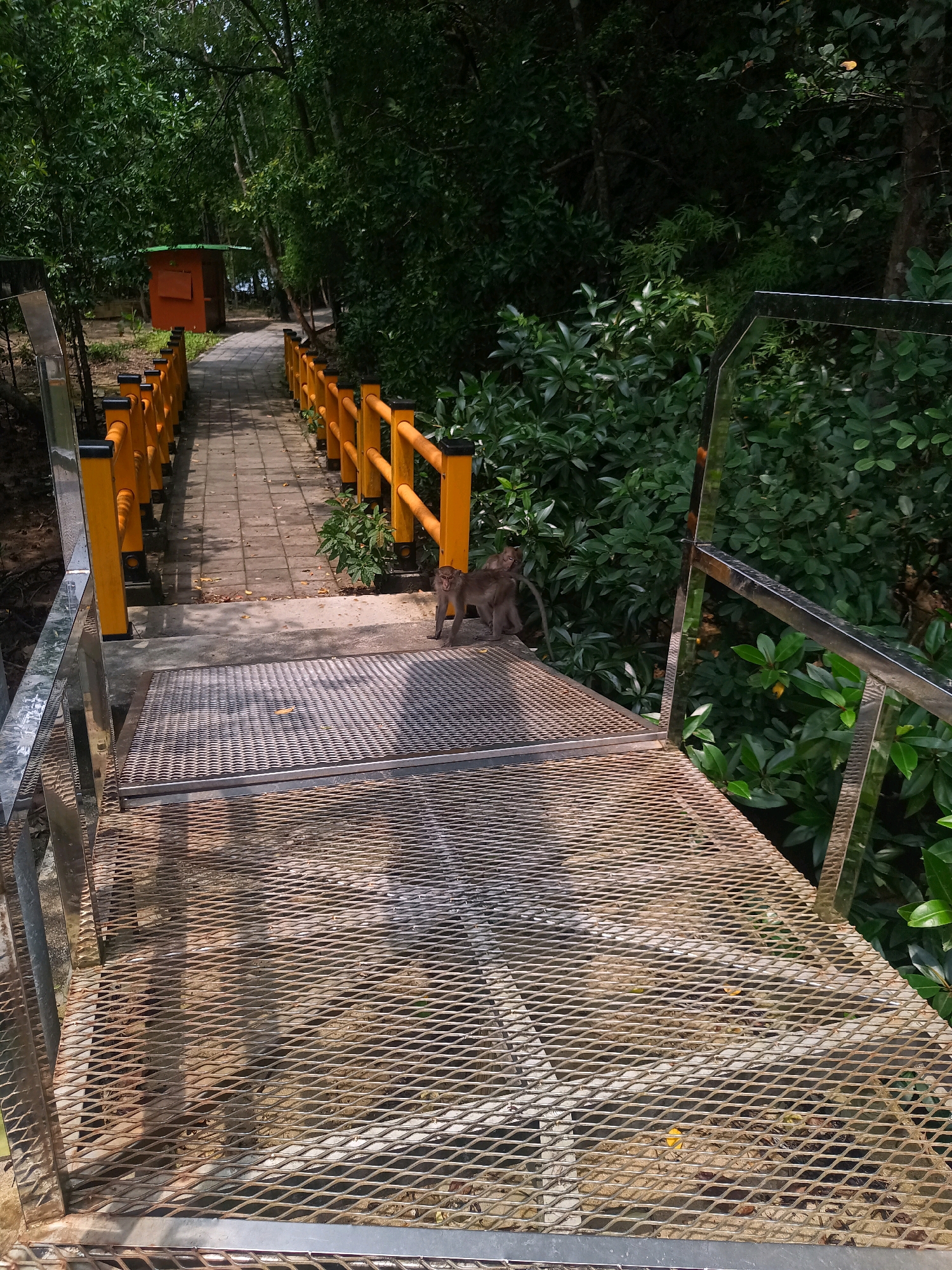 In Khlong Prasong, Thailand, a metal grated walkway descends from a higher level. Two monkeys are present on this walkway, one seated and the other standing. To the left of the walkway, a paved path with orange railings is visible, leading towards a small orange structure. Lush green foliage borders the entire scene, with trees and dense undergrowth surrounding the walkway and path. The lighting suggests an overcast or shaded environment, possibly indicating a protected area or a heavily canopied location.